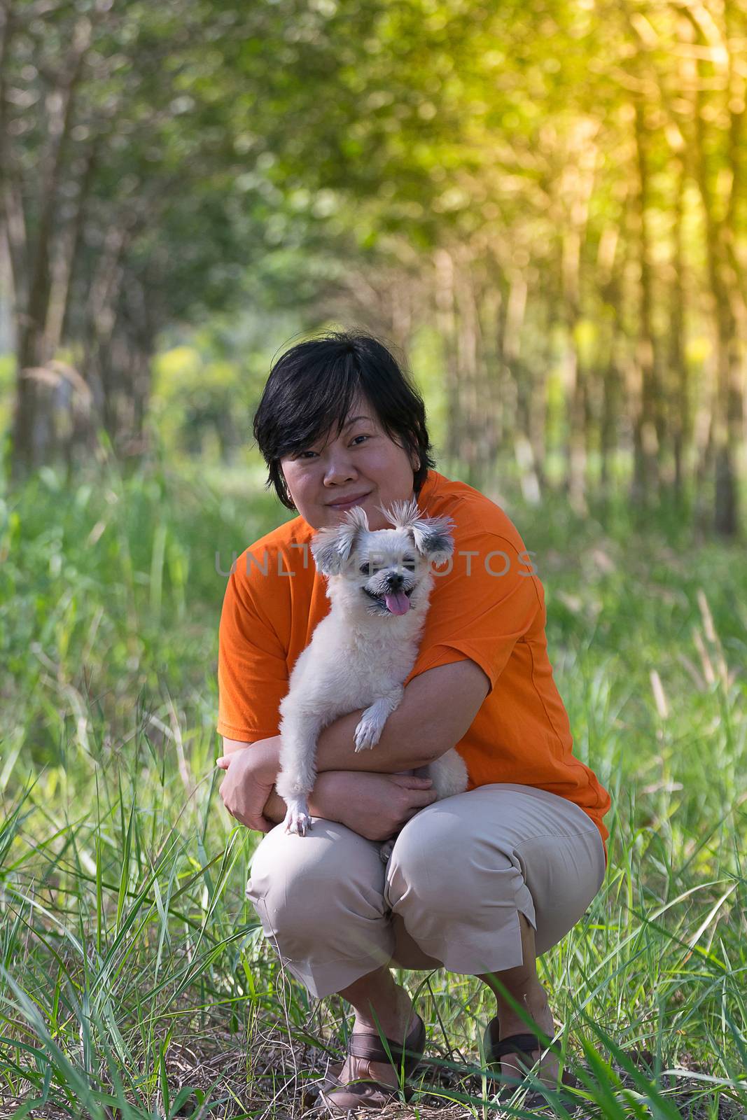 Asia woman plump body and her dog at rubber tree in row at a rubber tree plantation natural latex. , process in soft orange sun light style