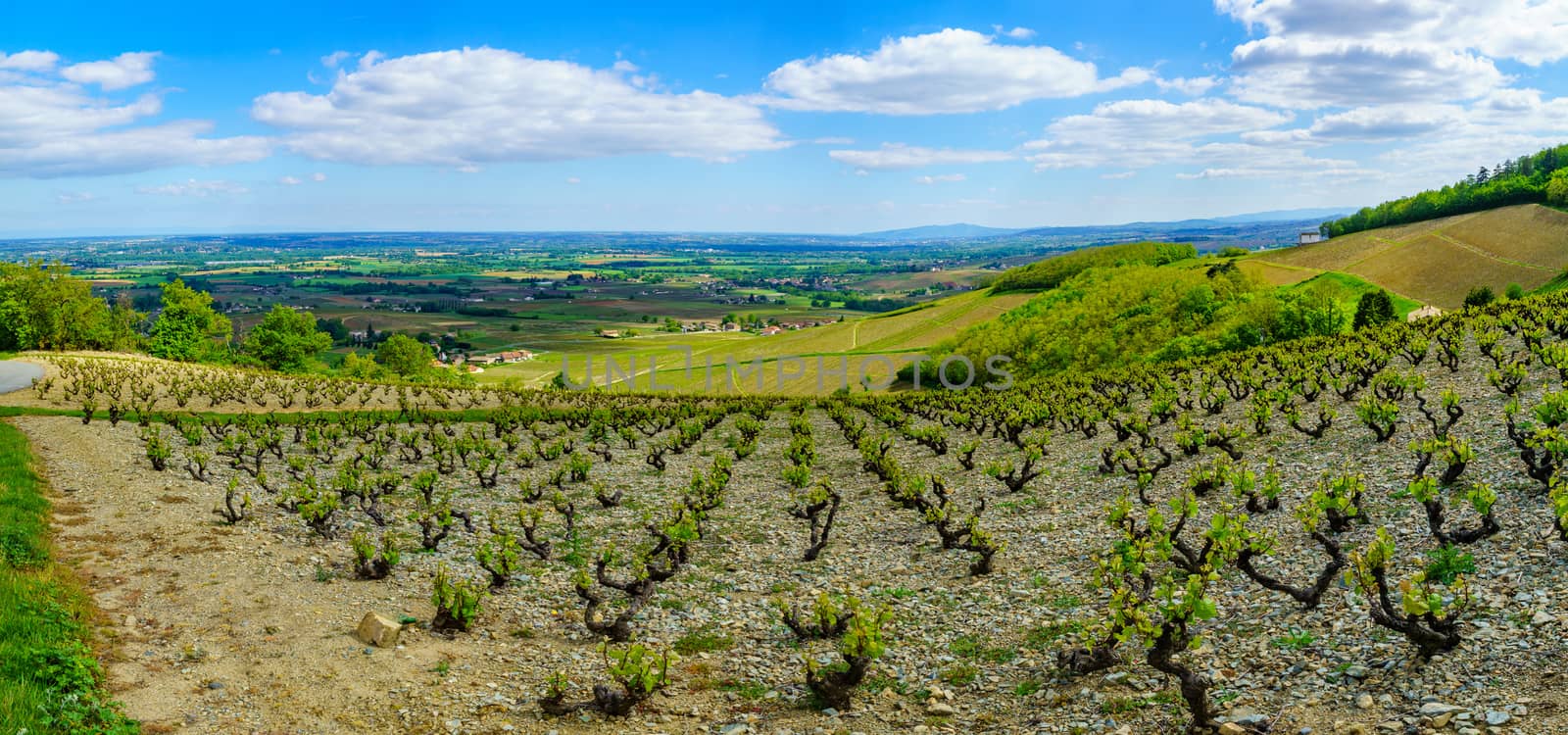 Panoramic landscape of vineyards and countryside in Beaujolais, Rhone department, France