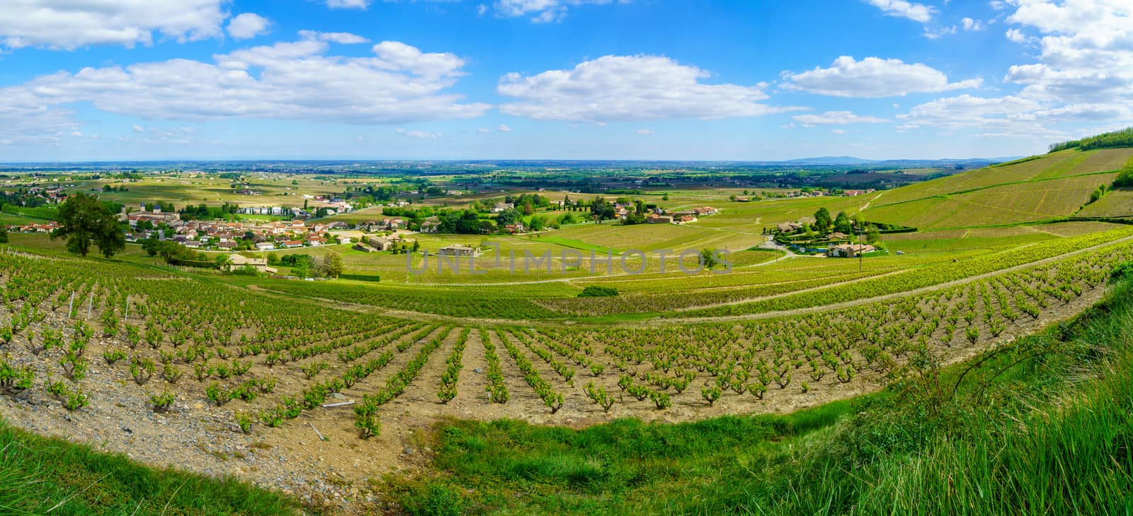 Panoramic landscape of vineyards and countryside in Beaujolais, Rhone department, France