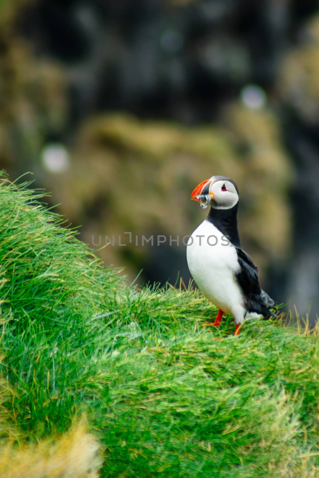 A puffin holding fish in his mouth, on a cliff, in southeastern Iceland