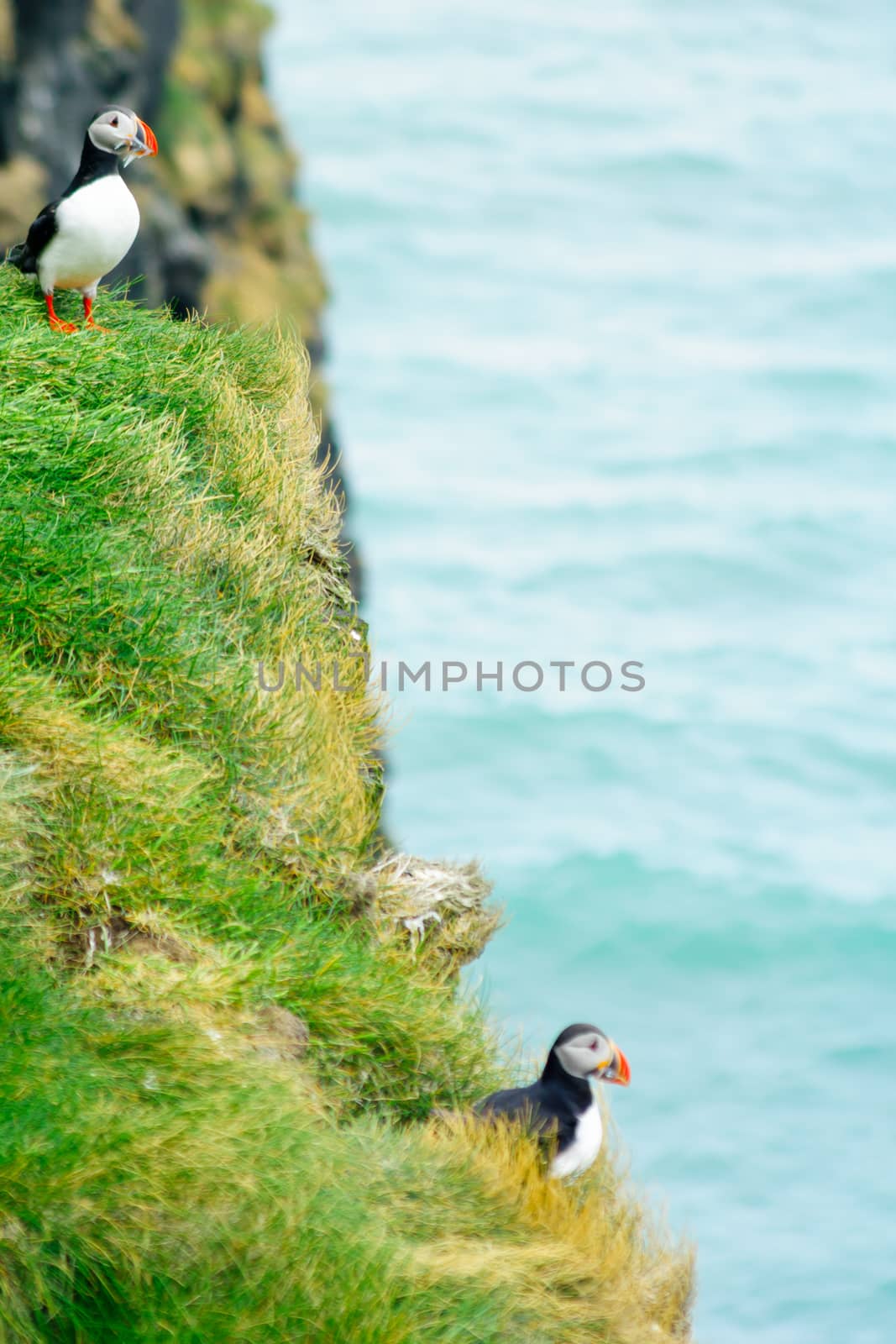 A puffin holding fish in his mouth, on a cliff, in southeastern Iceland
