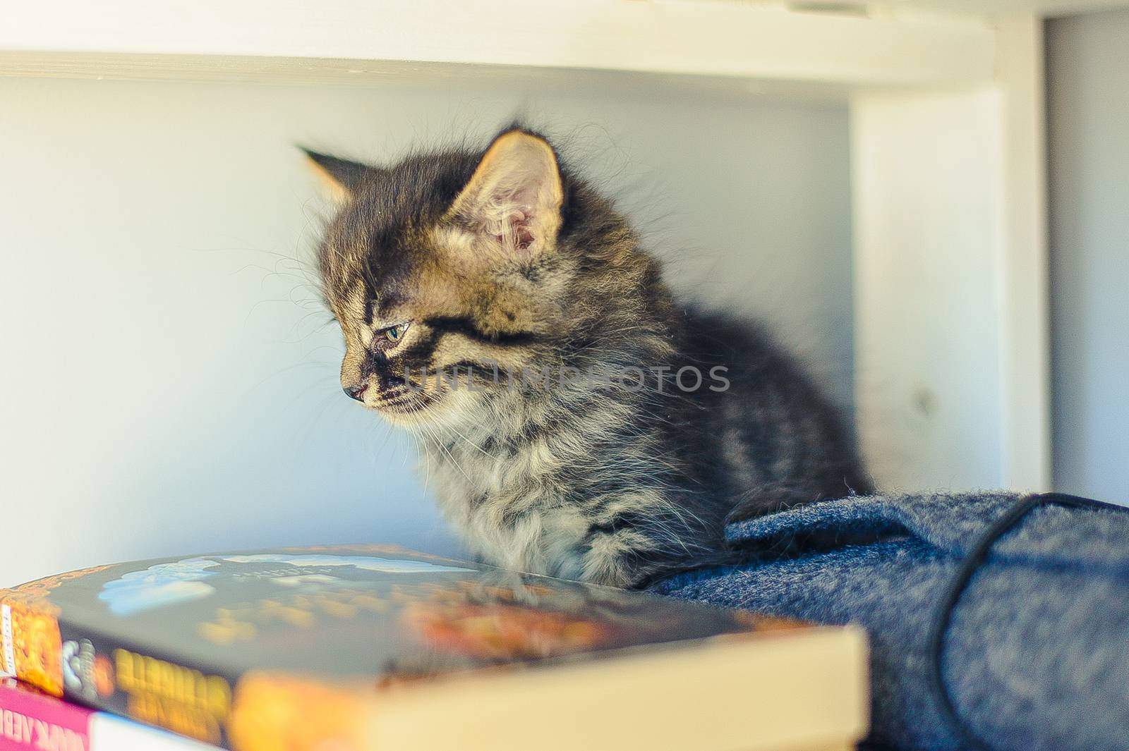 gray kitten with stripes sits on a white bookshelf