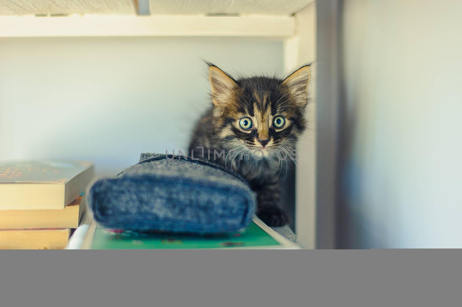 gray striped kitten with big eyes sits on white shelves