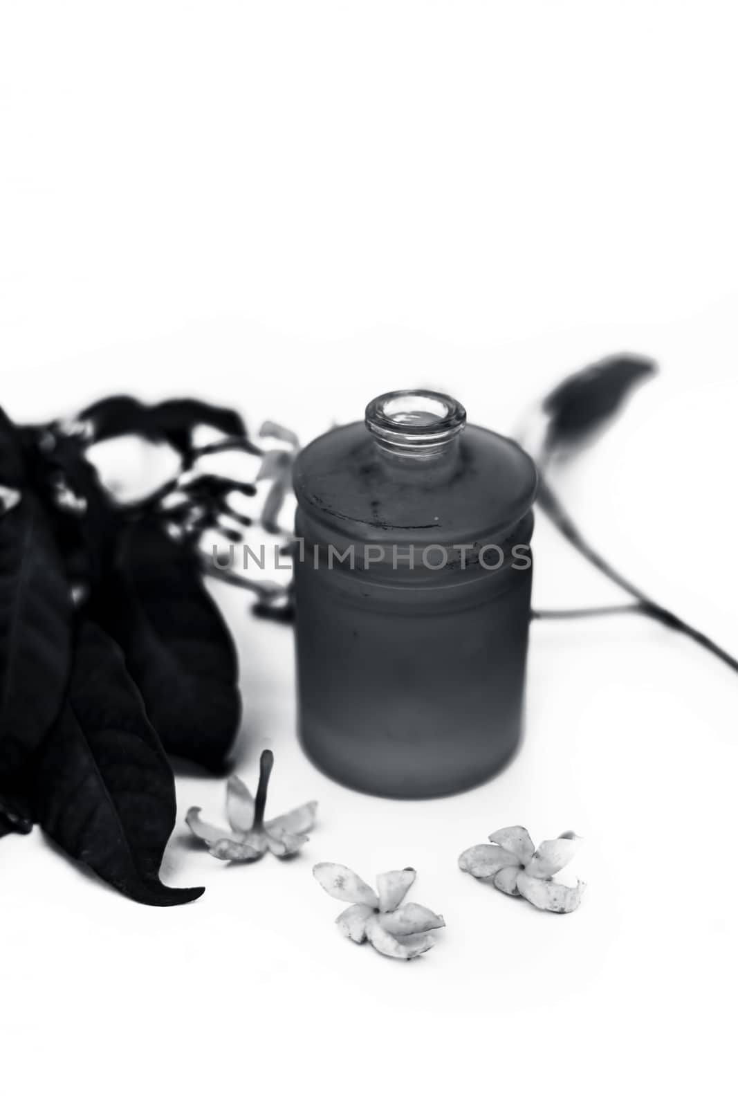 Close up of essential oil of Indian jasmine flower or juhi or Jasminum Auriculatum isolated on white in a small transparent glass bottle with raw flowers.