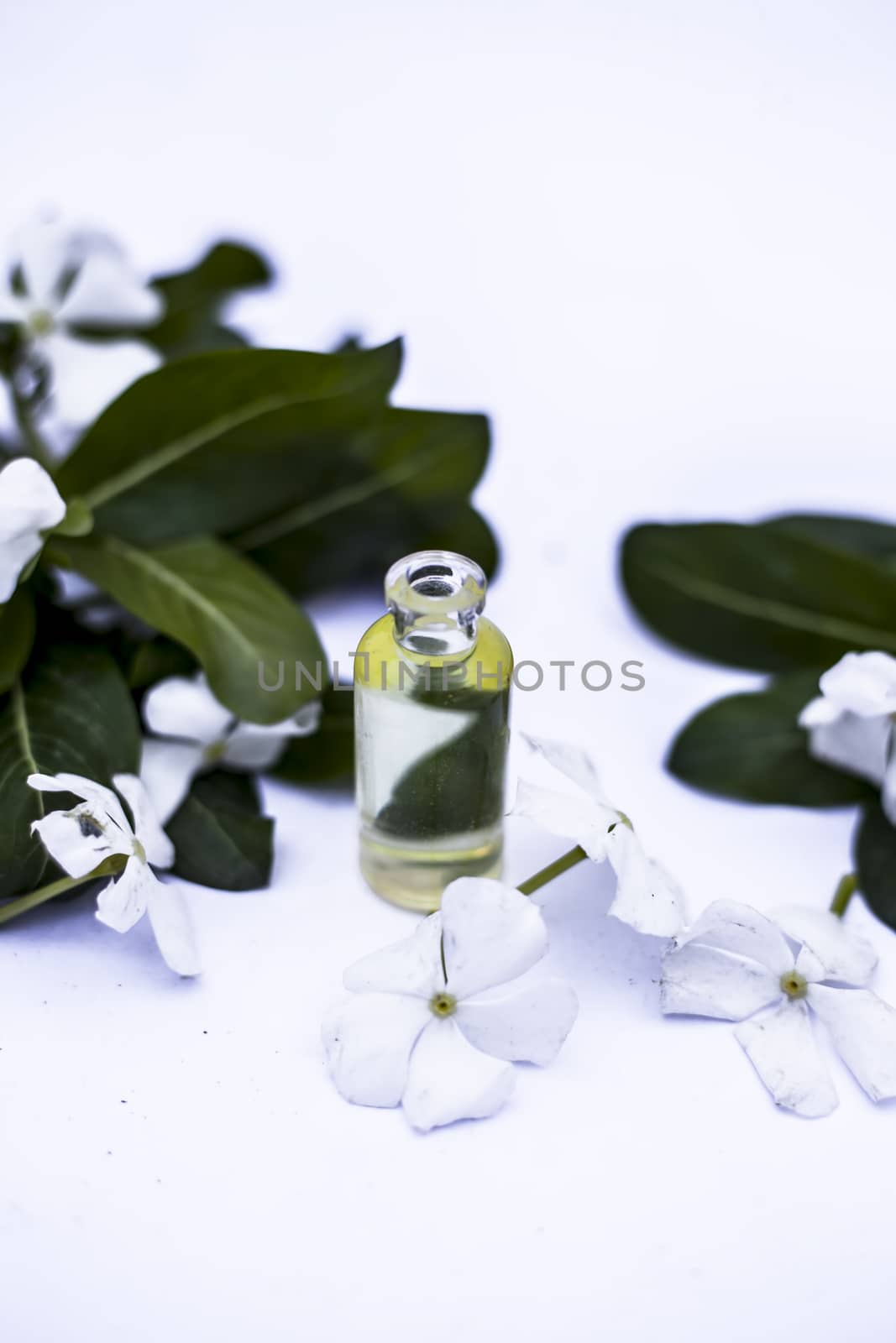 White colored flowers along with leaves and essential organic essence in a small transparent glass bottle isolated on white.