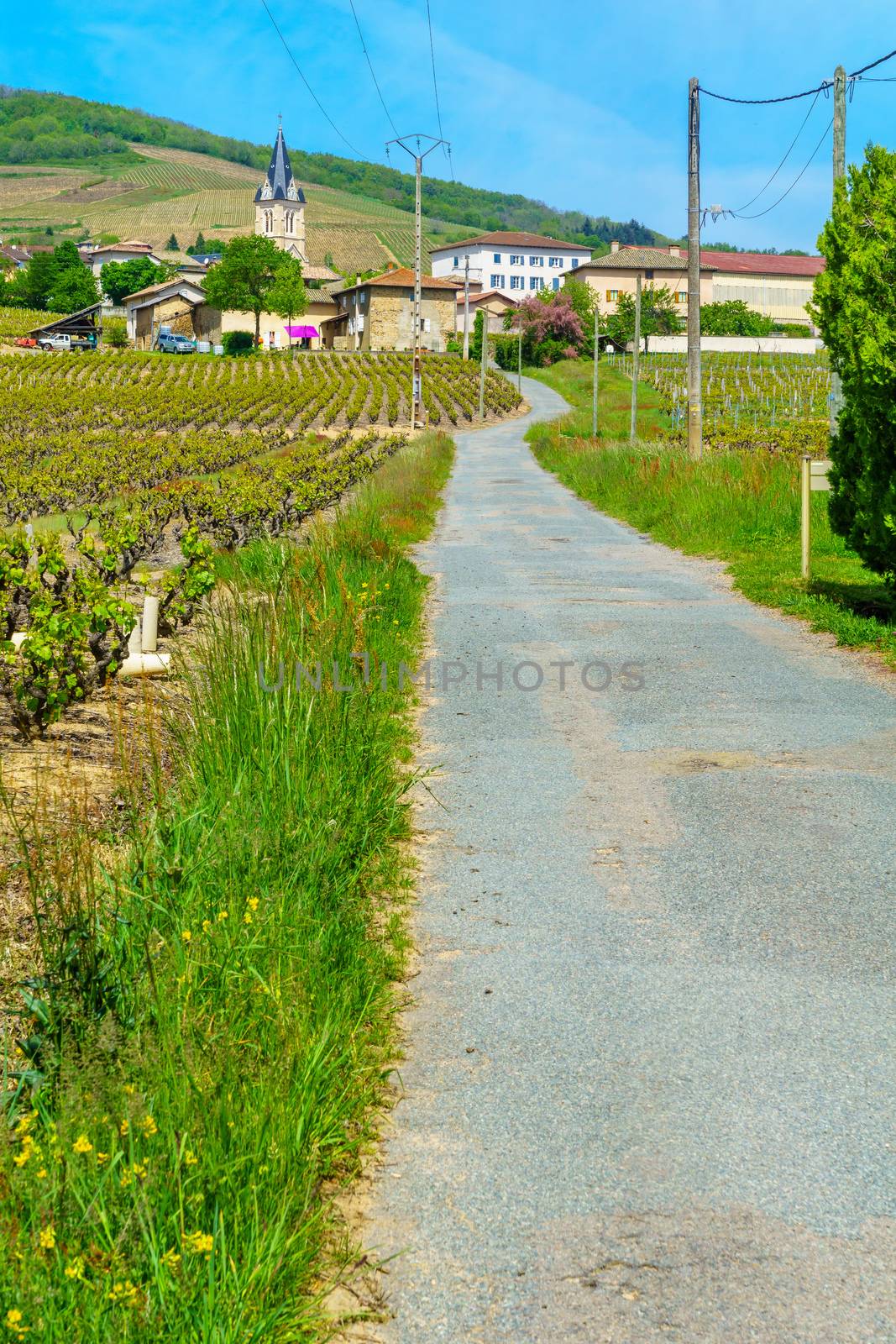 Vineyards and countryside in Beaujolais, with the village Quinci by RnDmS