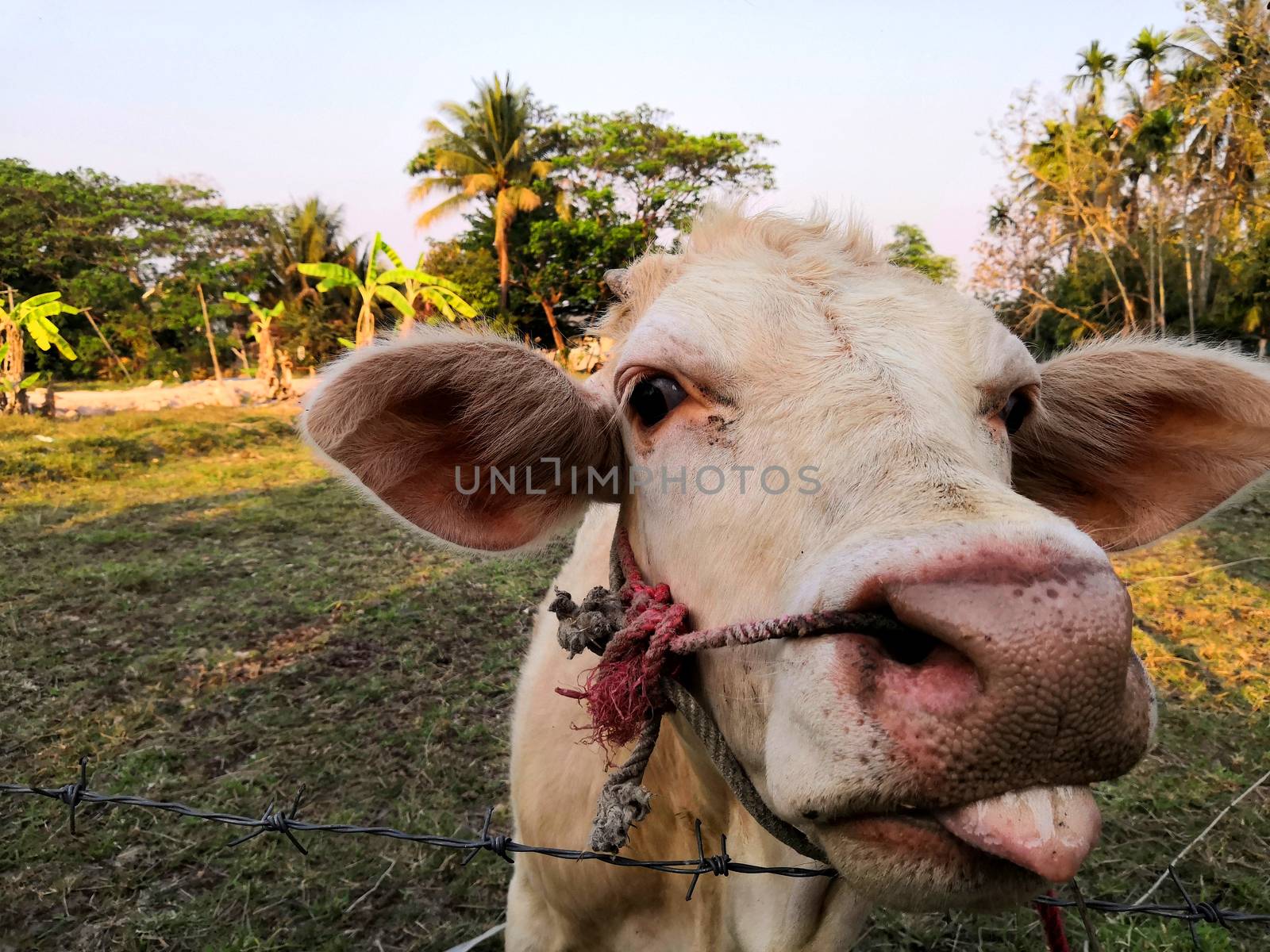 The funny cow is in a good mood, sticking out his face to show tongue