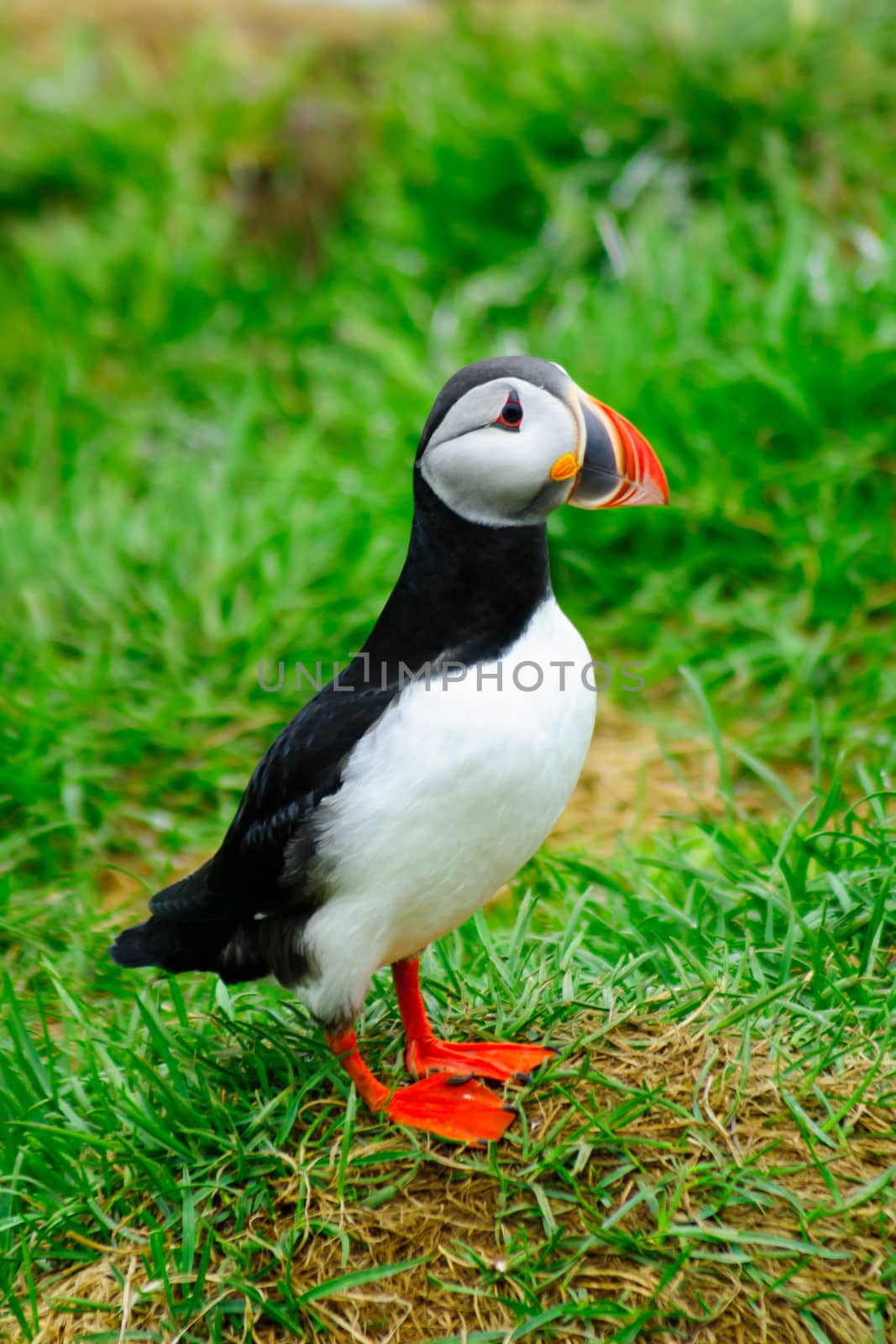 Puffins  the east fjords region by RnDmS