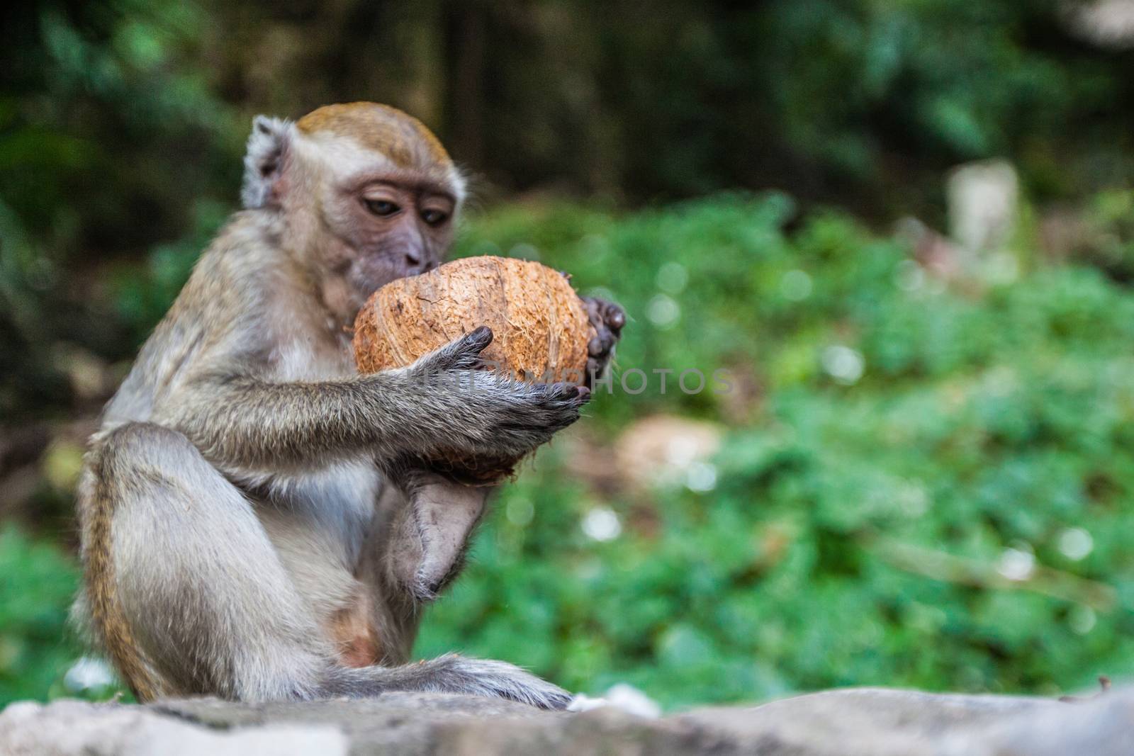 Monkey eating fresh coconut with pleasure animal wildlife