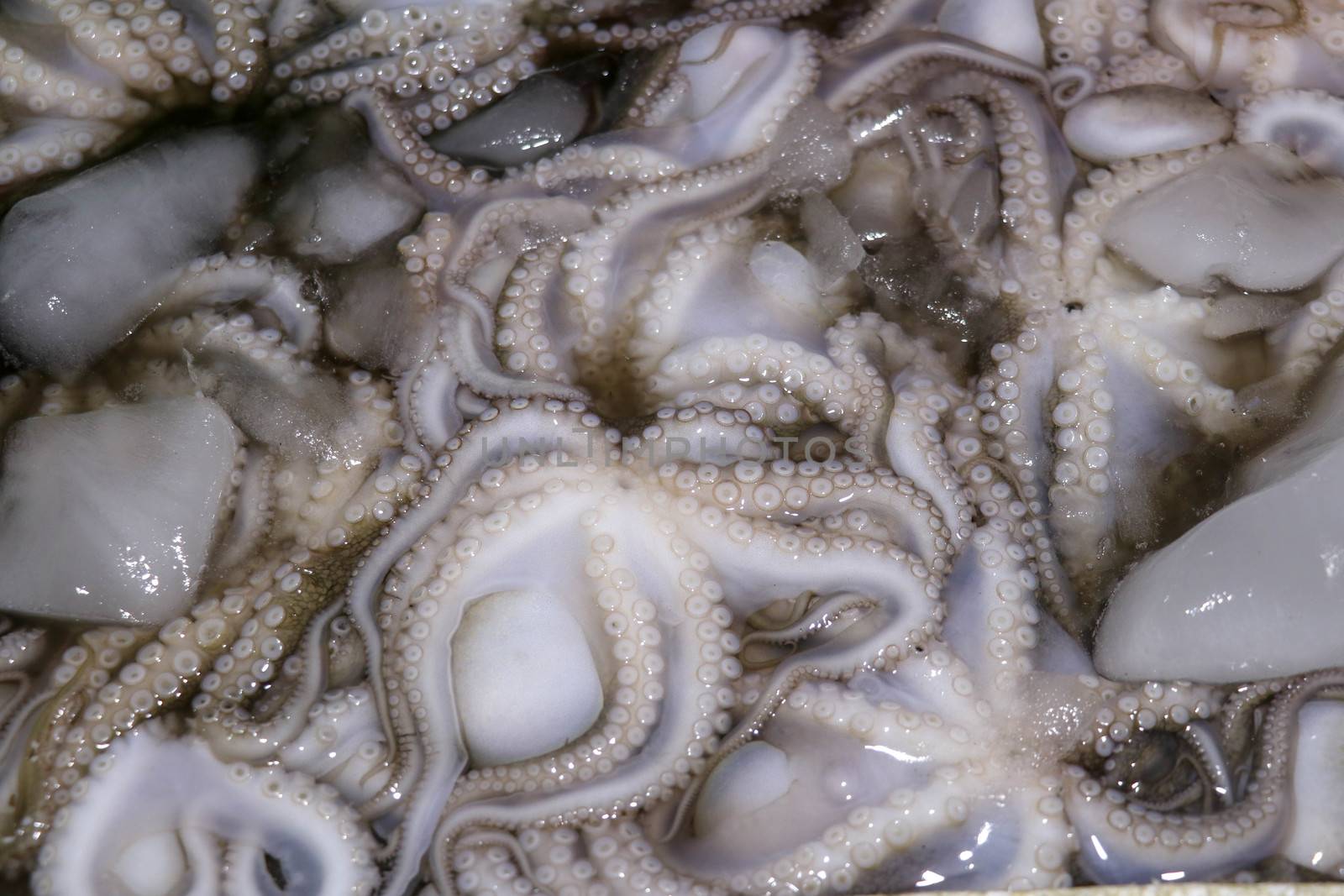 Pattern of fresh cephalopods selling on a seafood counter in Jimbaran. Pasar Ikan Kedonganan - Bali beach. Fresh octopuses on the local fish market. Bunch of fresh octopus in plastic crate with ice.