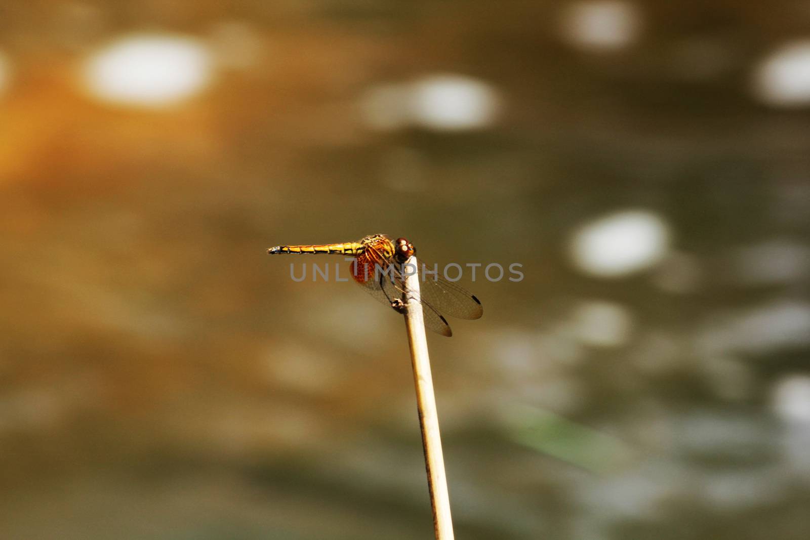 Yellow Dragonfly Branch  dry in  nature