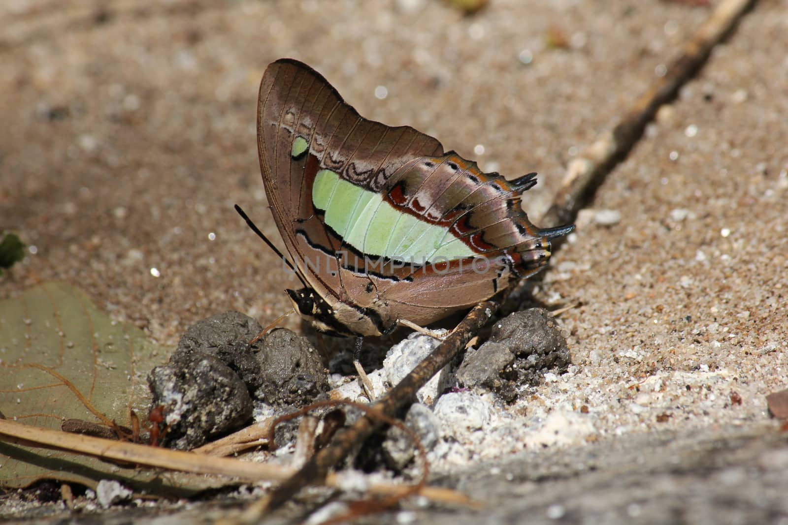 Polyura jalysus Butterfly On the green leaves