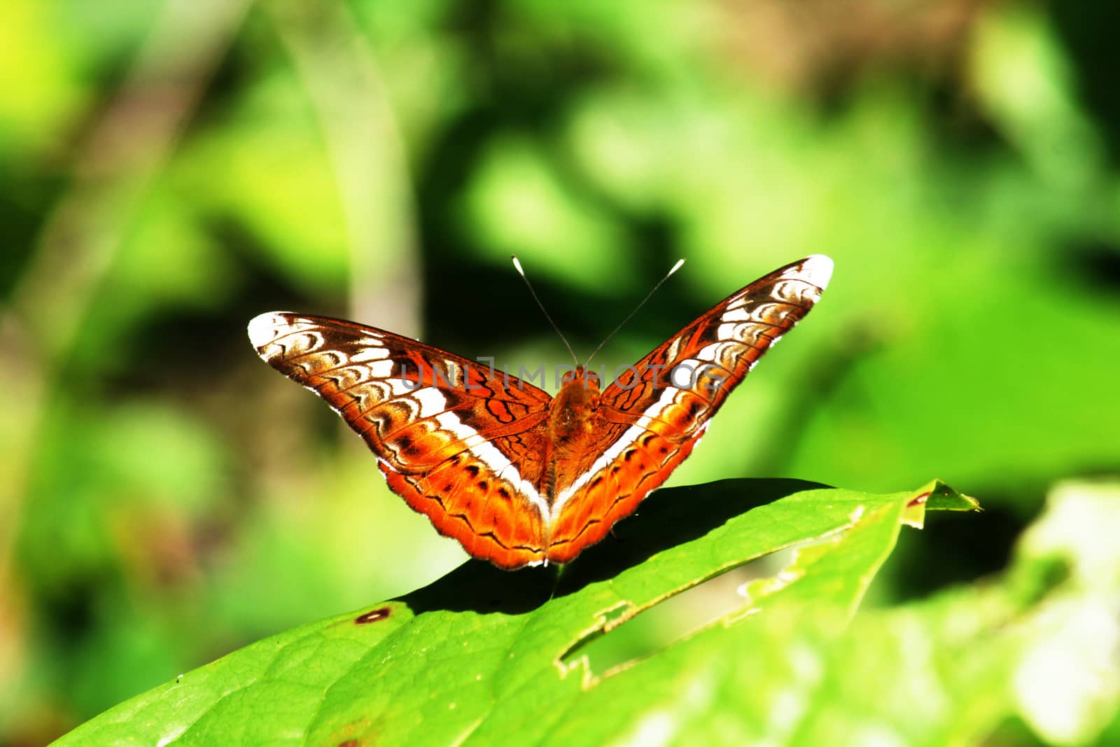 Moduza procris Butterfly  On the green leaves