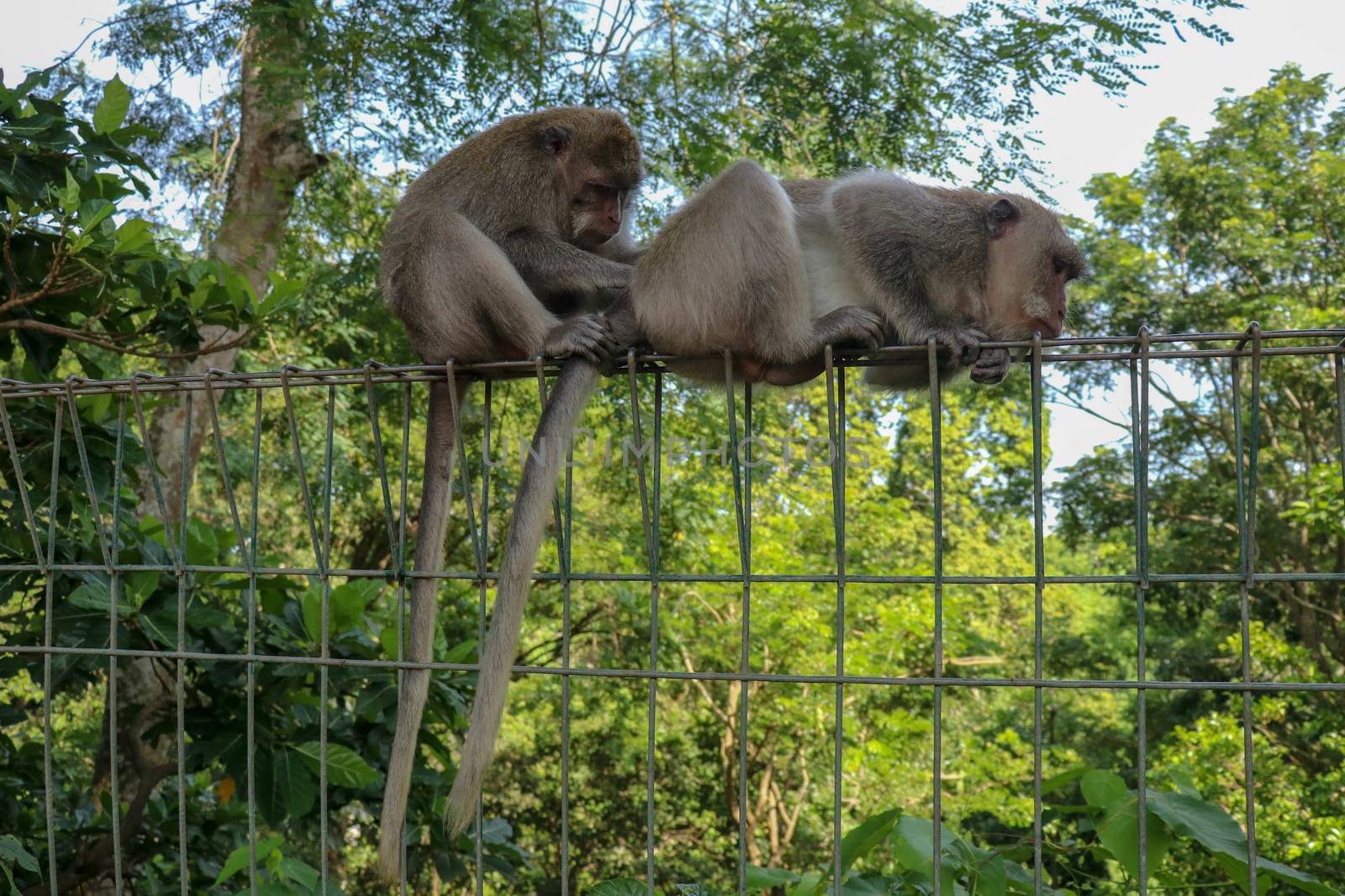 Portrait of two young monkey being inattentive and sitting at the wire fence. 2 Macaques monkeys sat on top of a wire fence at the edge of a forest.
