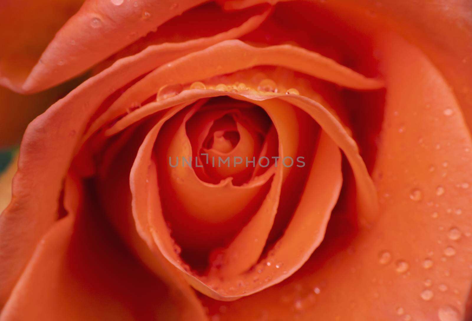 red rose in garden rain drop macro