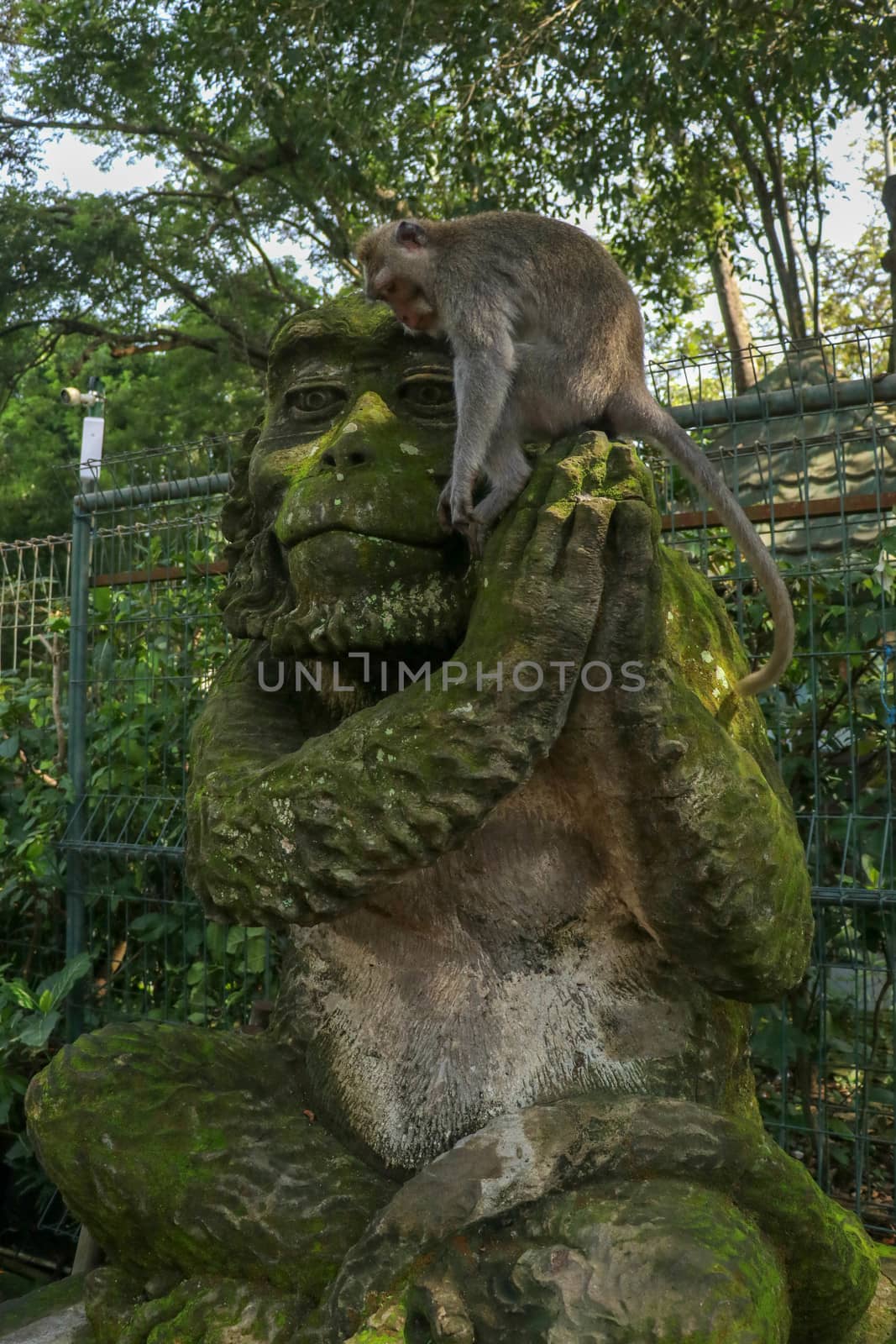 Portrait of a monkey sitting on a stone sculpture of a monkey at sacred monkey forest in Ubud, island Bali, Indonesia . Close up.