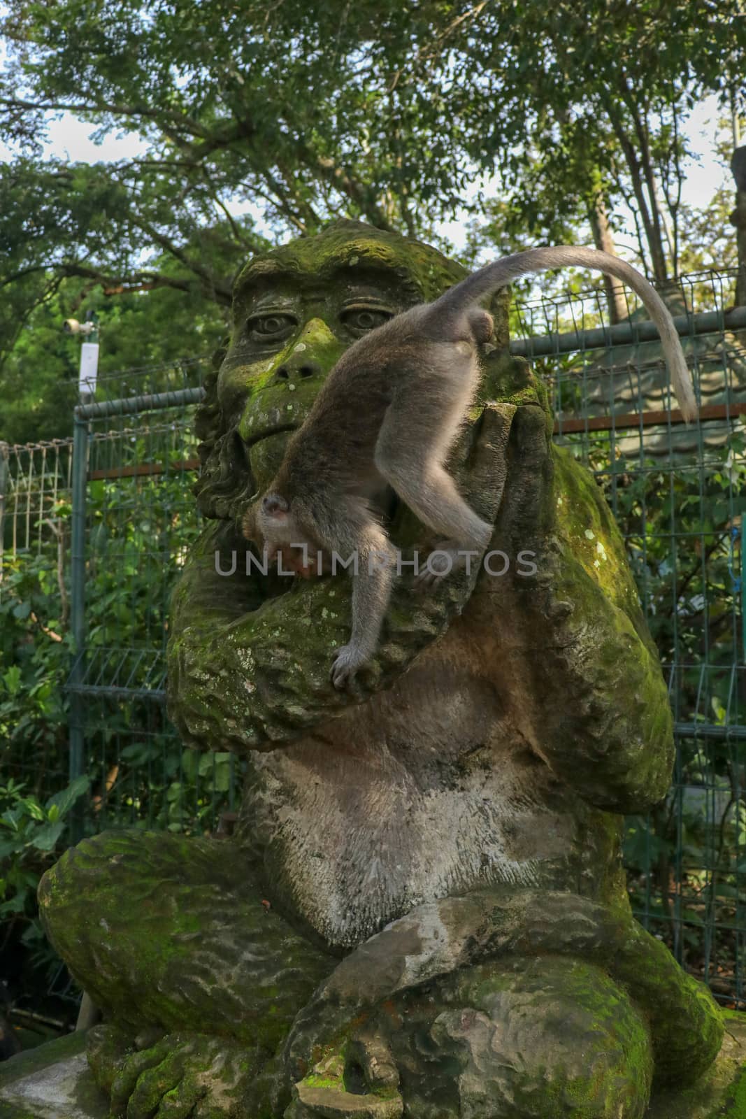 Portrait of a monkey sitting on a stone sculpture of a monkey at sacred monkey forest in Ubud, island Bali, Indonesia . Close up.