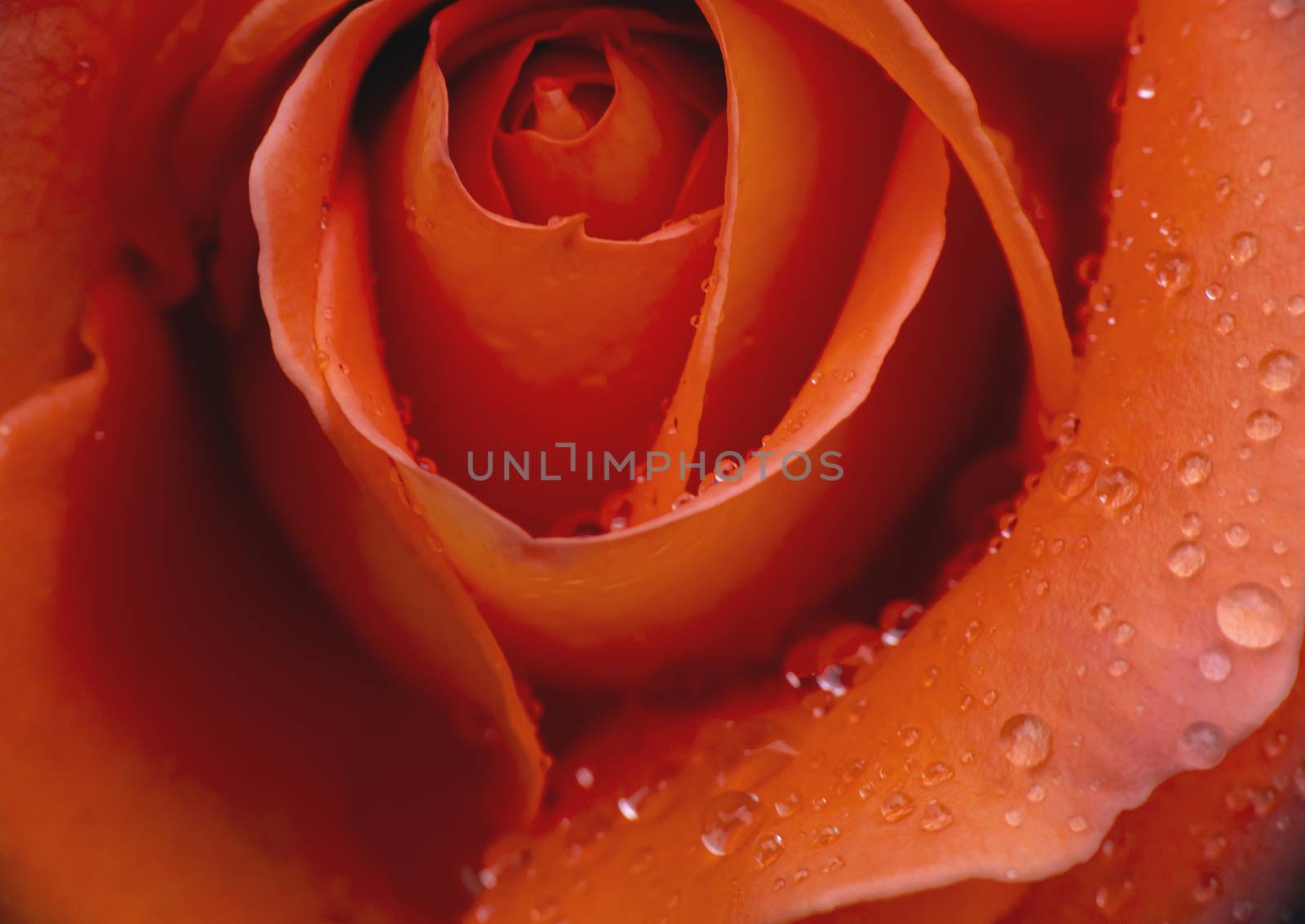 red rose in garden rain drop macro