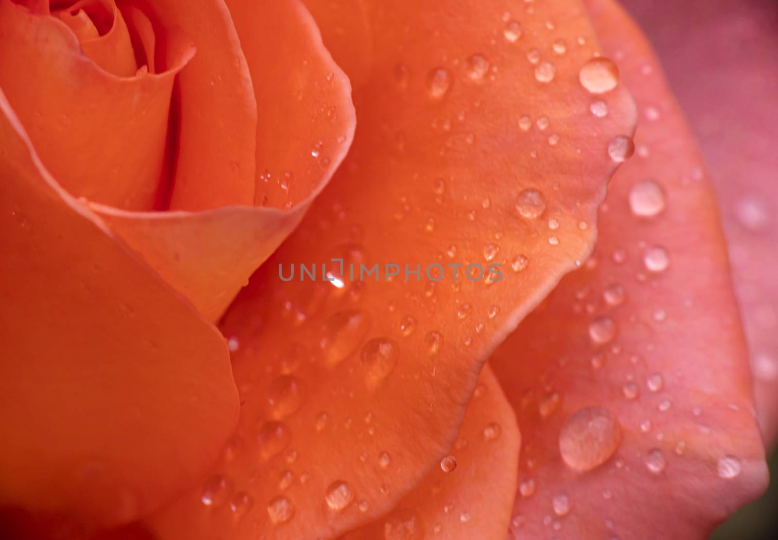 red rose in garden rain drop macro by alex_nako