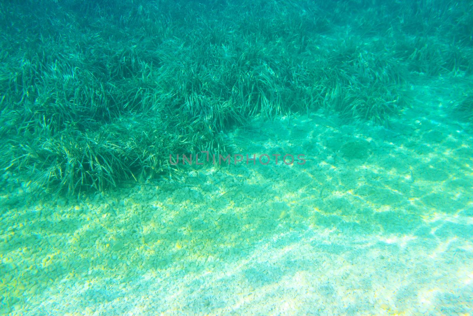 Sea Grass and sand underwater background