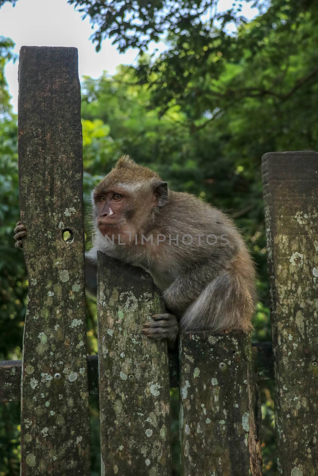 Baby monkey sitting on a wooden fence at Ubud monkey forest. A small gray macaque with a surprised expression on its face is sitting on a metal fence.