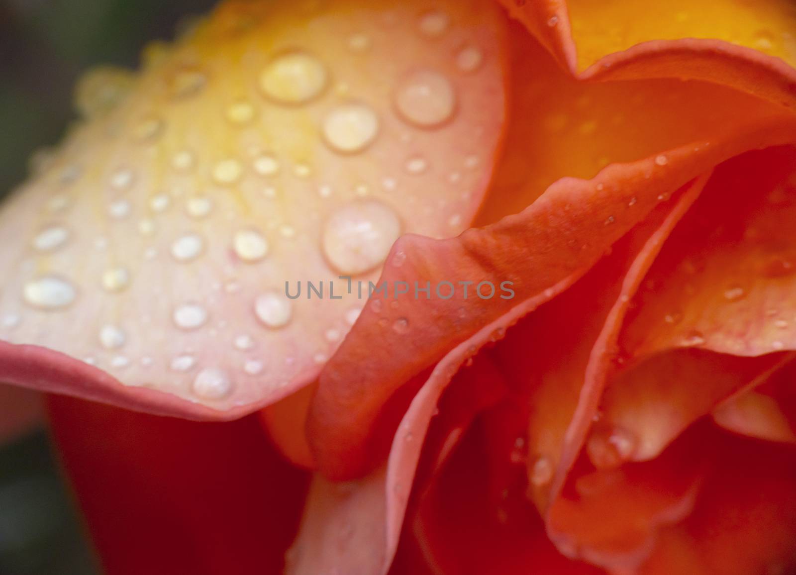 red rose in garden rain drop macro by alex_nako