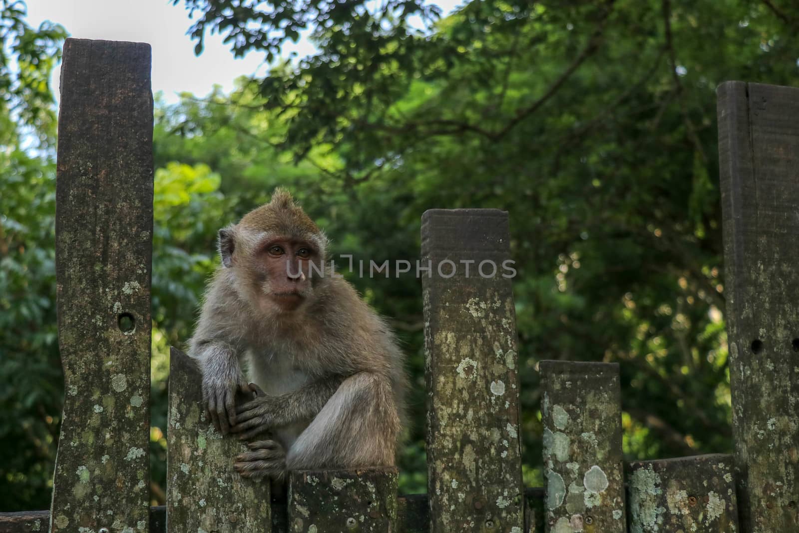 Baby monkey sitting on a wooden fence at Ubud monkey forest. A small gray macaque with a surprised expression on its face is sitting on a metal fence.