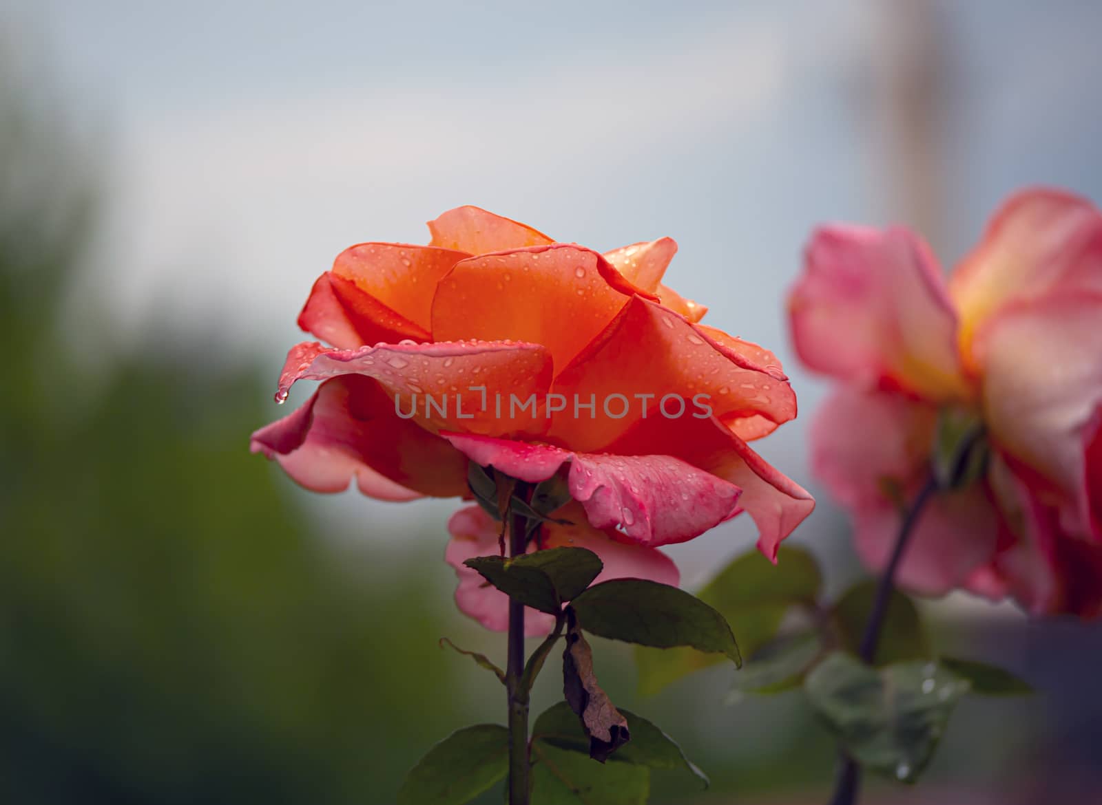 red rose macro close up in garden by alex_nako