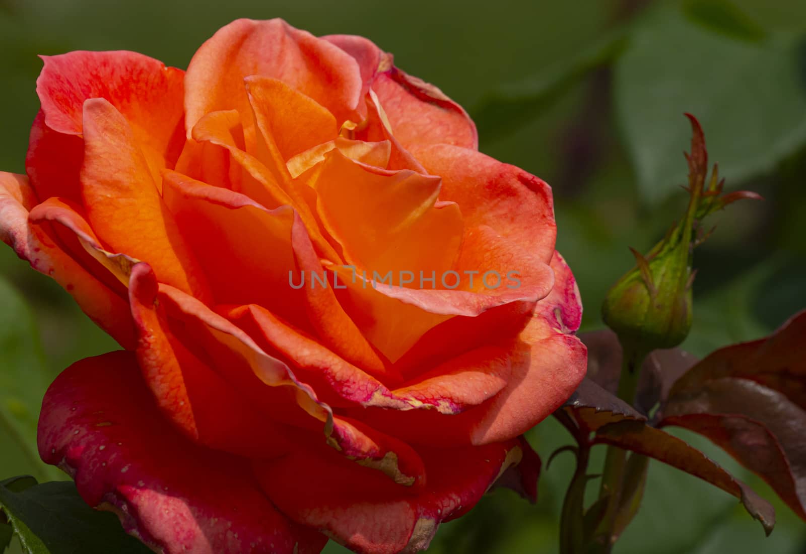 red rose macro close up in garden by alex_nako