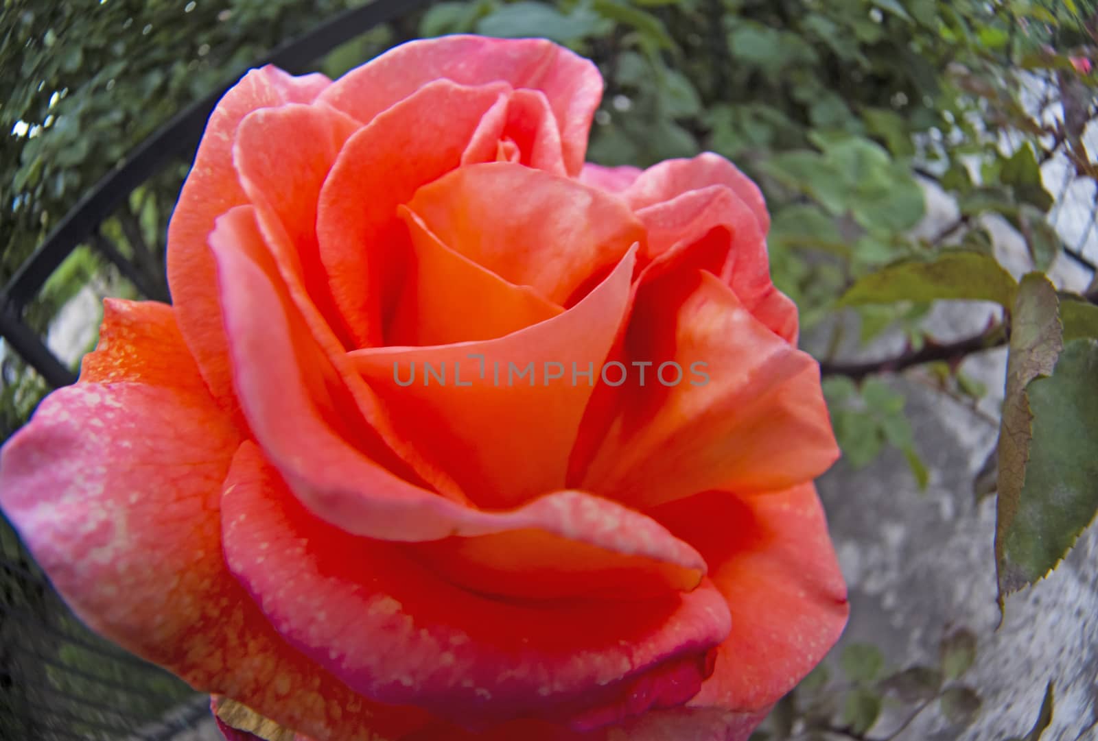 red rose macro close up in garden by alex_nako