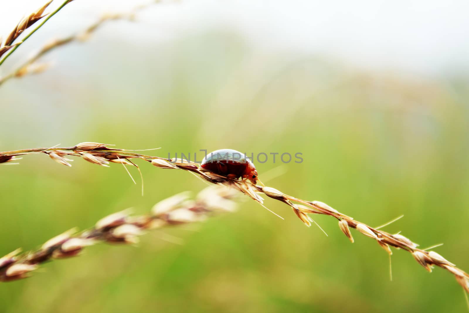 Ladybugs are walking on grass by Puripatt