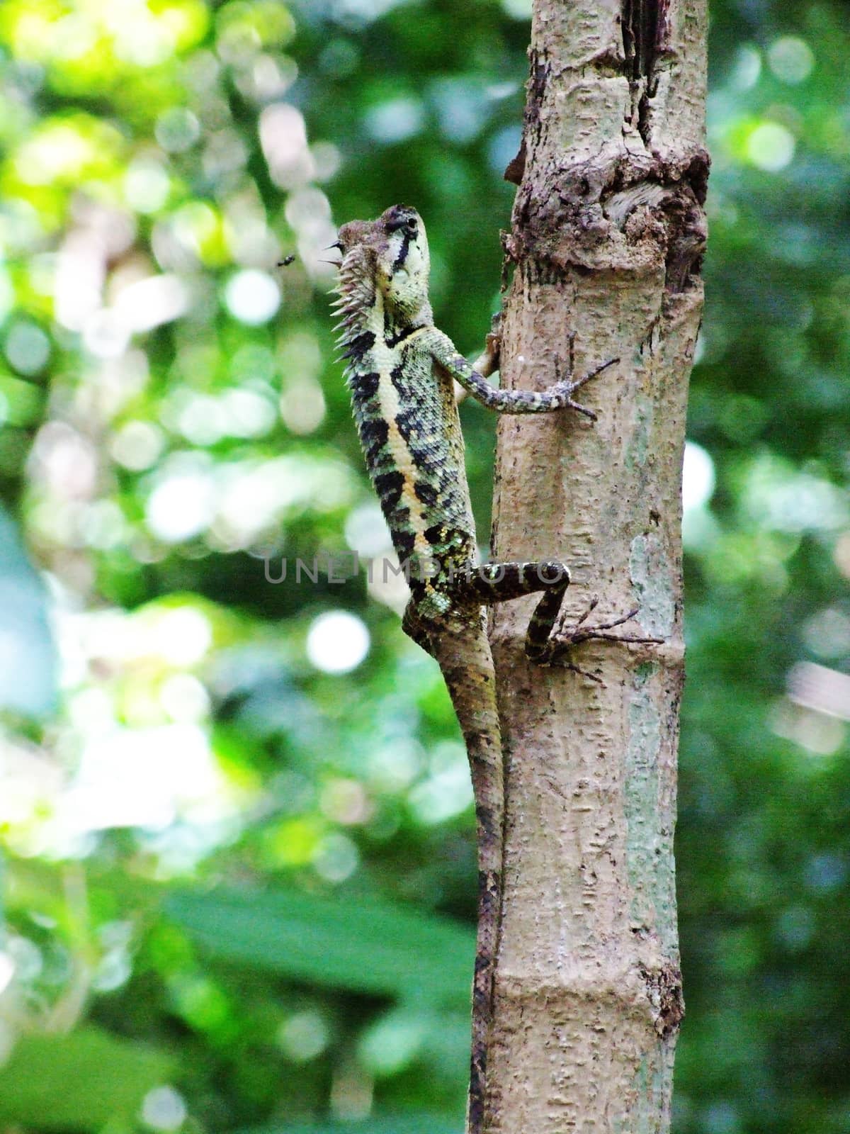 The chameleon is climbing the tree in nature