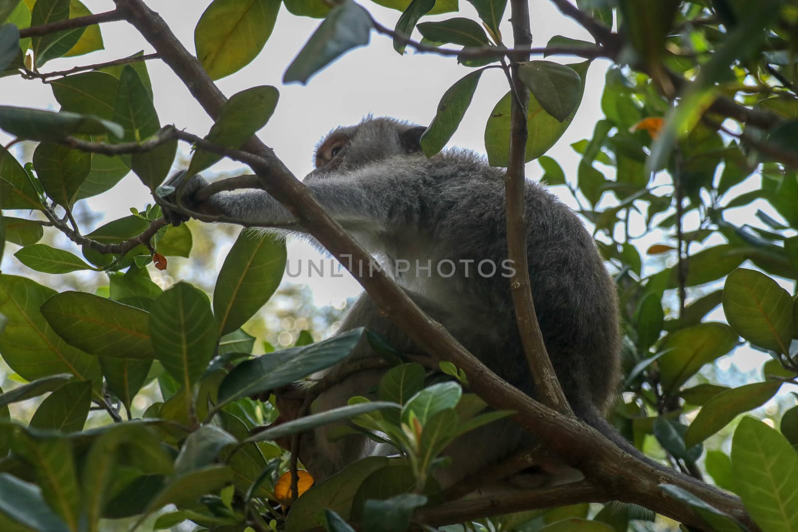 Adult monkey sitting on a tree branch in Ubud Sacred Monkey Forest in Ubud, Bali, Indonesia. Living on the tree of the macaque monkey. Macaca fascicularis.