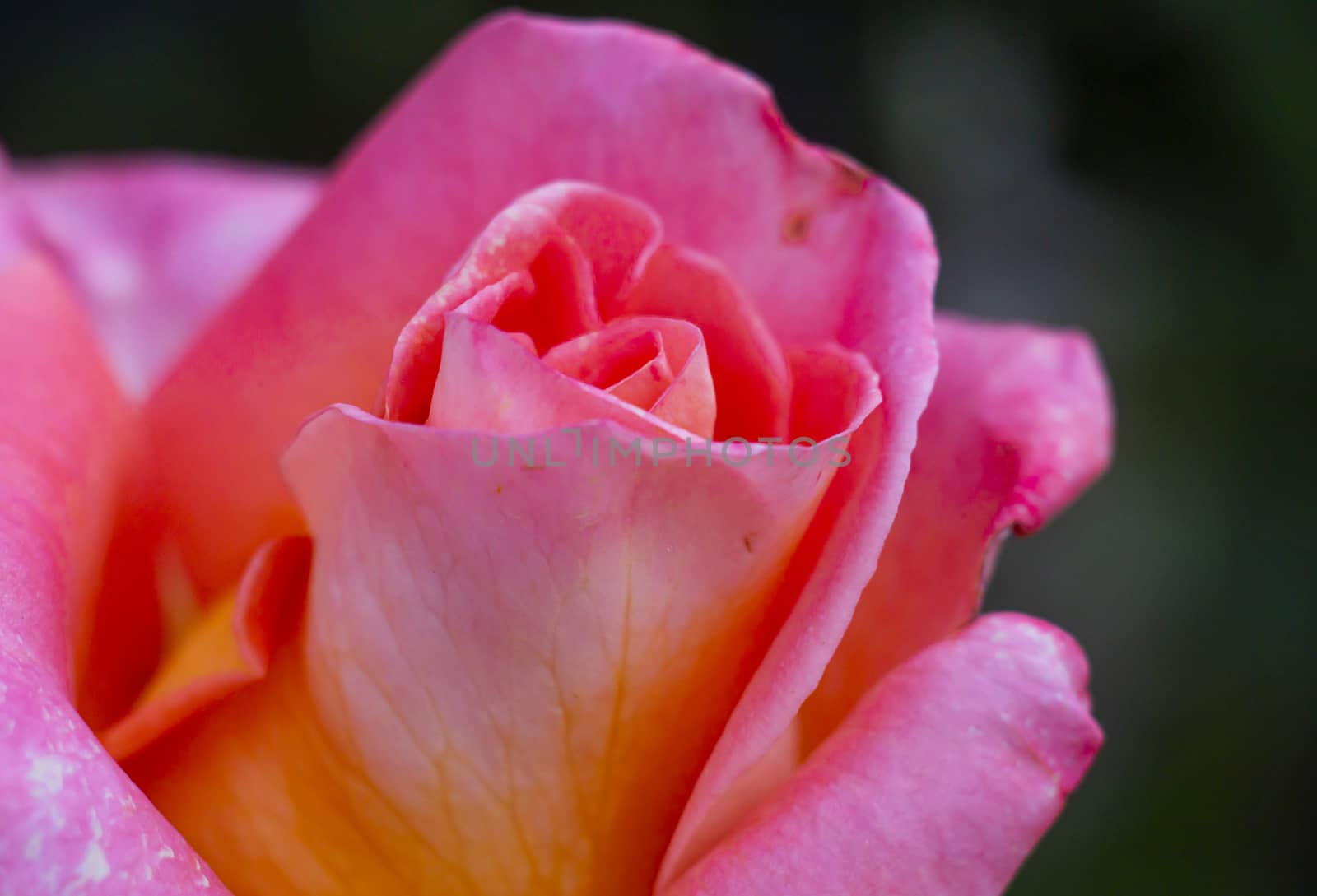 red rose macro close up in garden by alex_nako