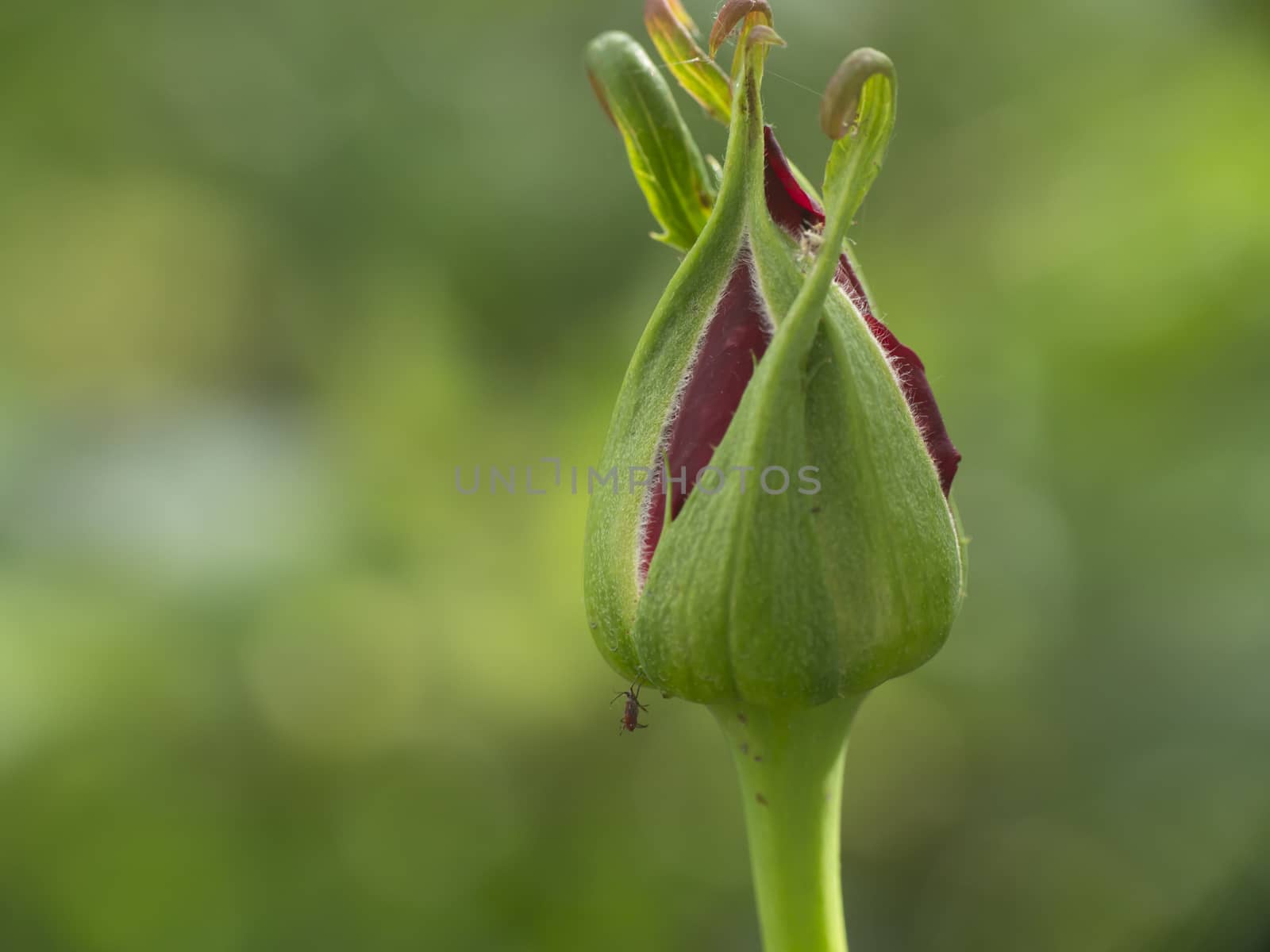 rose bud red in garden macro close up by alex_nako