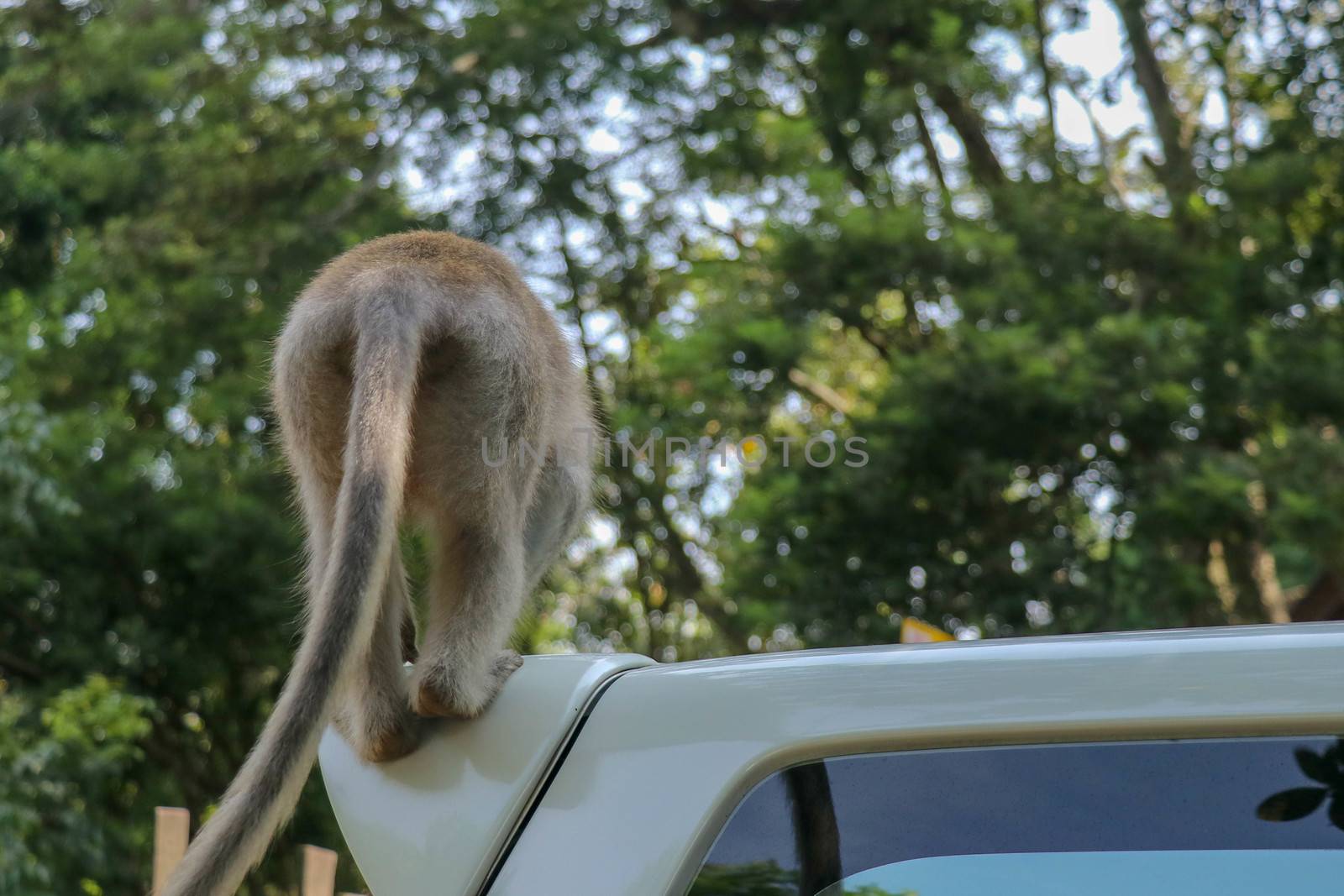 Naughty squirrel monkey on the roof of the white car. Monkey macaque sitting on the roof of a black car..