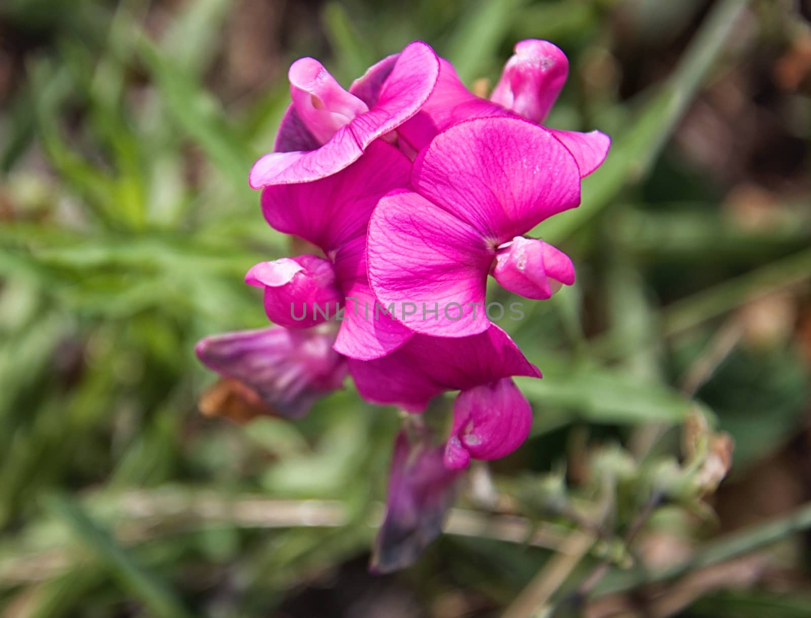 Flower macro - focus on foreground by MARphoto