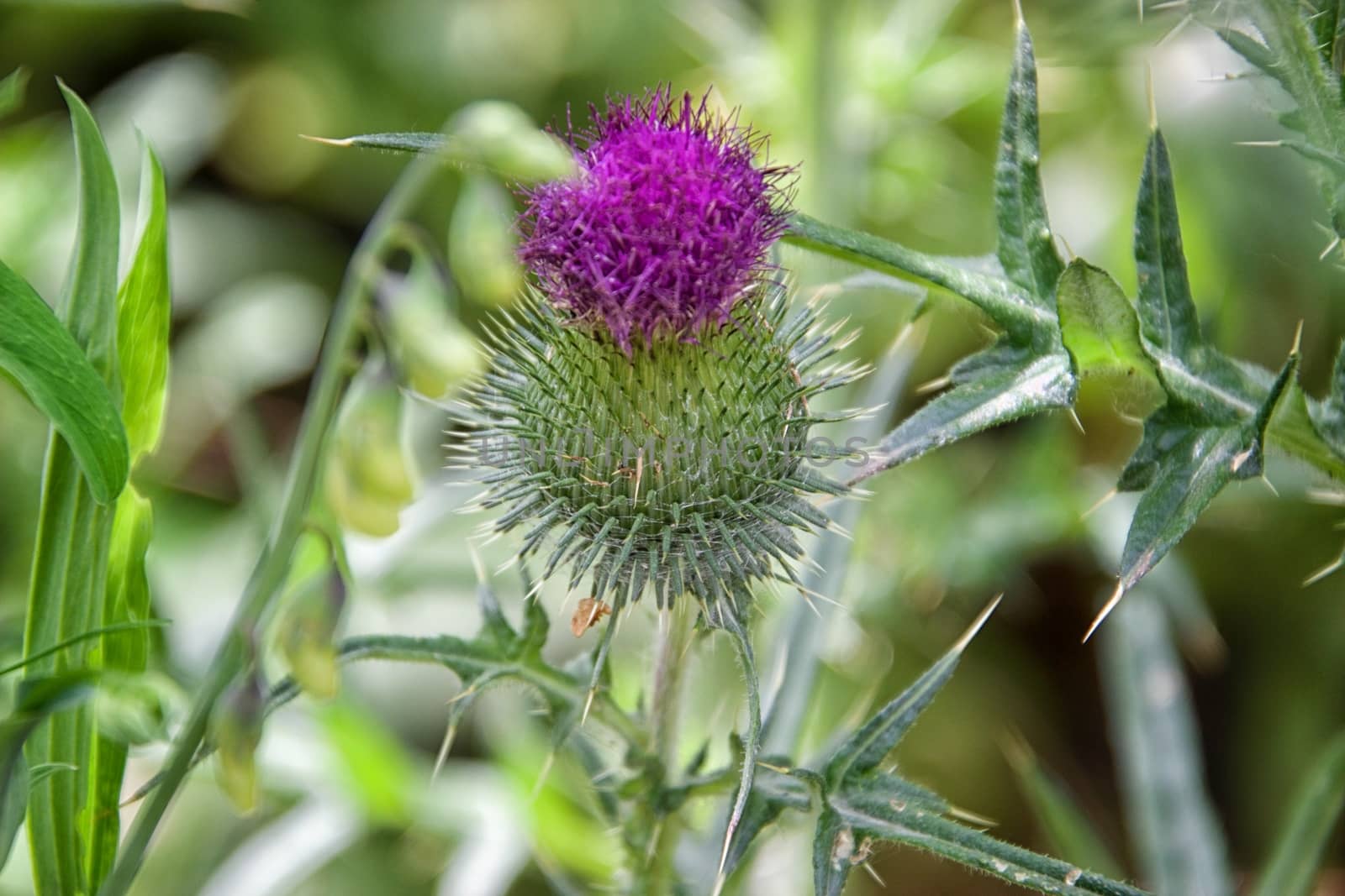 Flower macro - focus on foreground by MARphoto