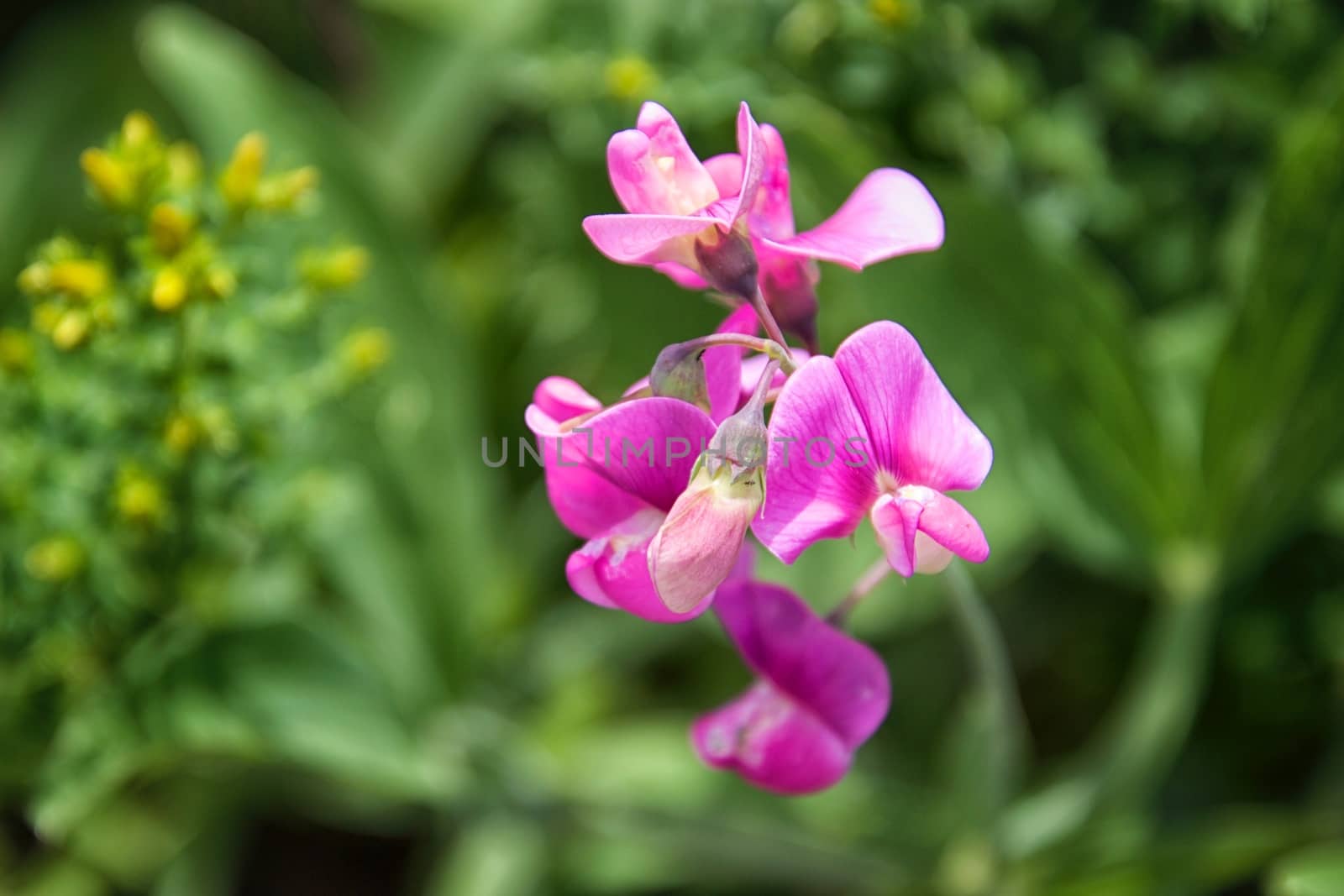 Flower macro - focus on foreground by MARphoto