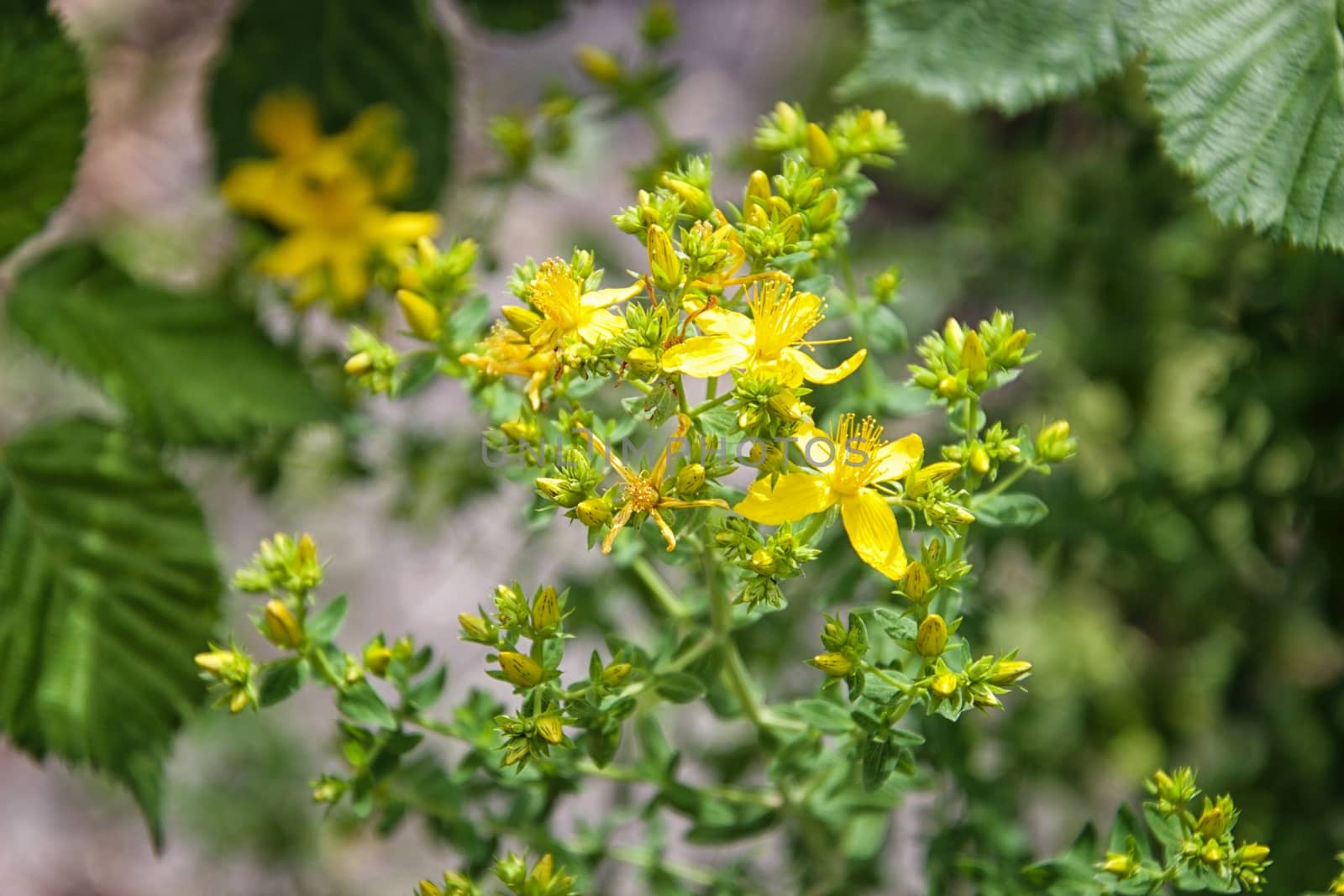 Flower macro - focus on foreground by MARphoto