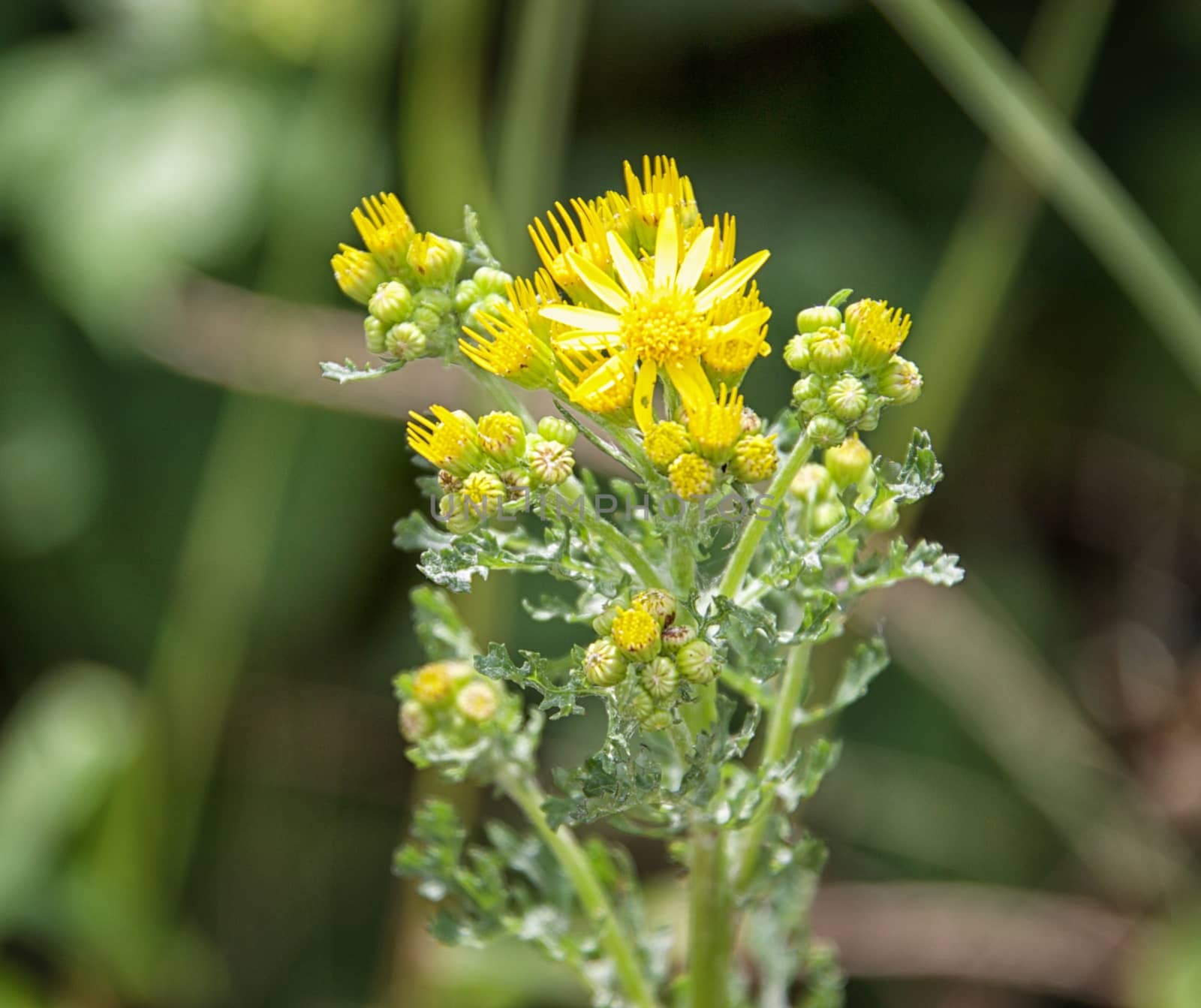 Flower macro - focus on foreground by MARphoto