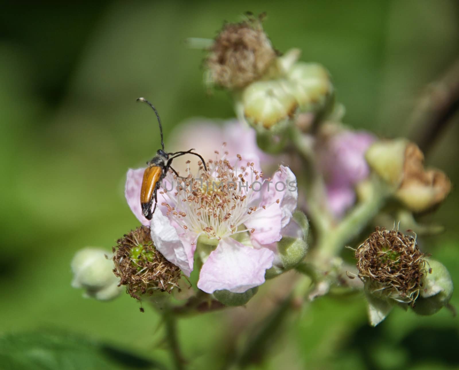 Flower macro - focus on foreground by MARphoto