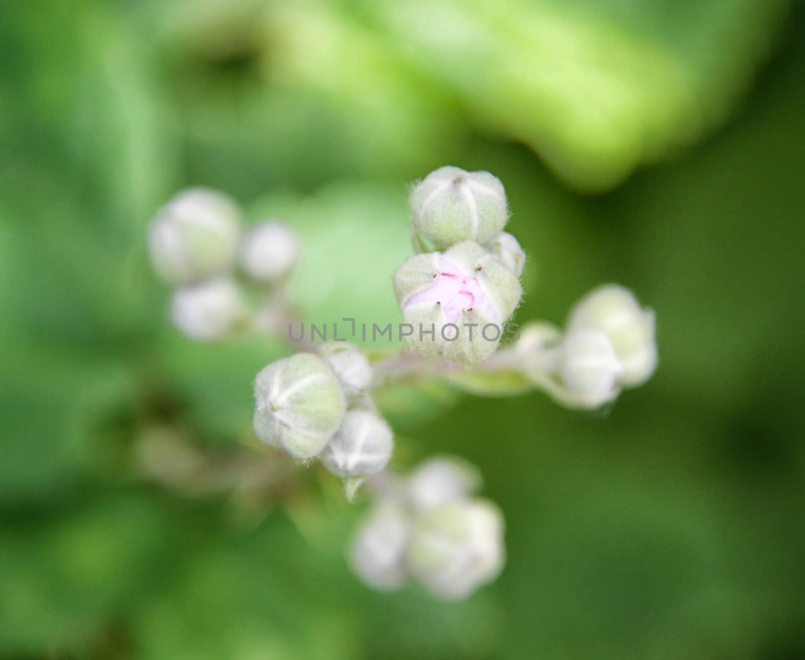 Flower macro - focus on foreground by MARphoto