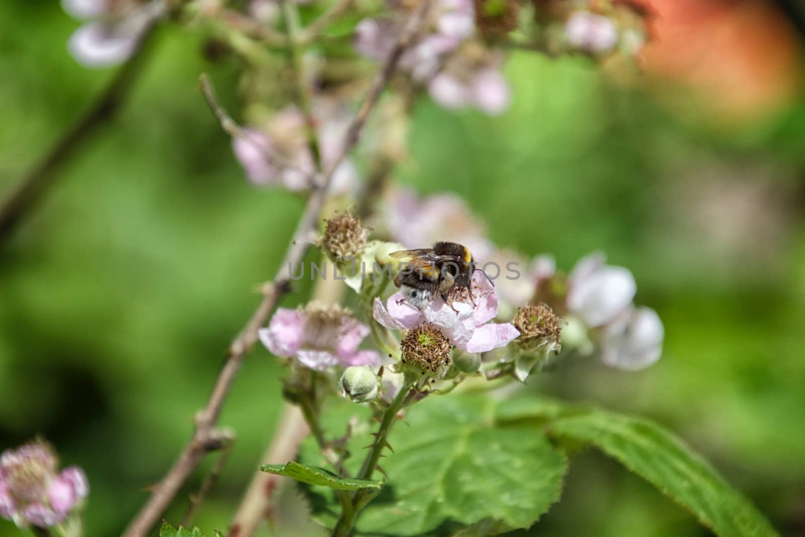 Flower on foreground on a sunny day by MARphoto