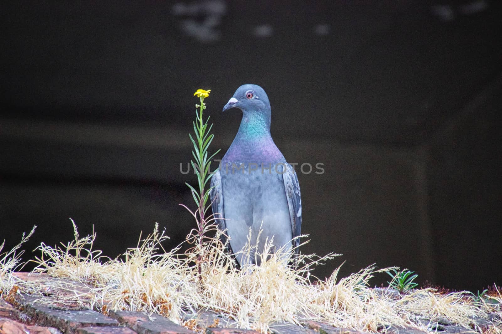 Pidgeon with a flower on a sunny day