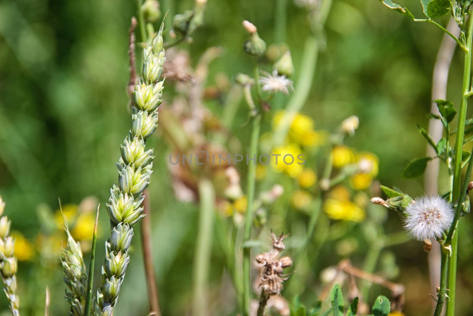 Flower on foreground on a sunny day by MARphoto