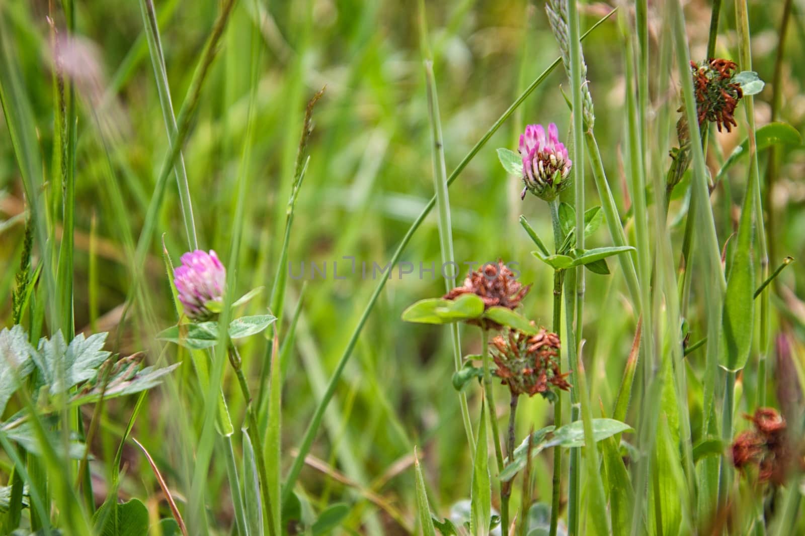 Flower detail on the foreground on a sunny day in the country