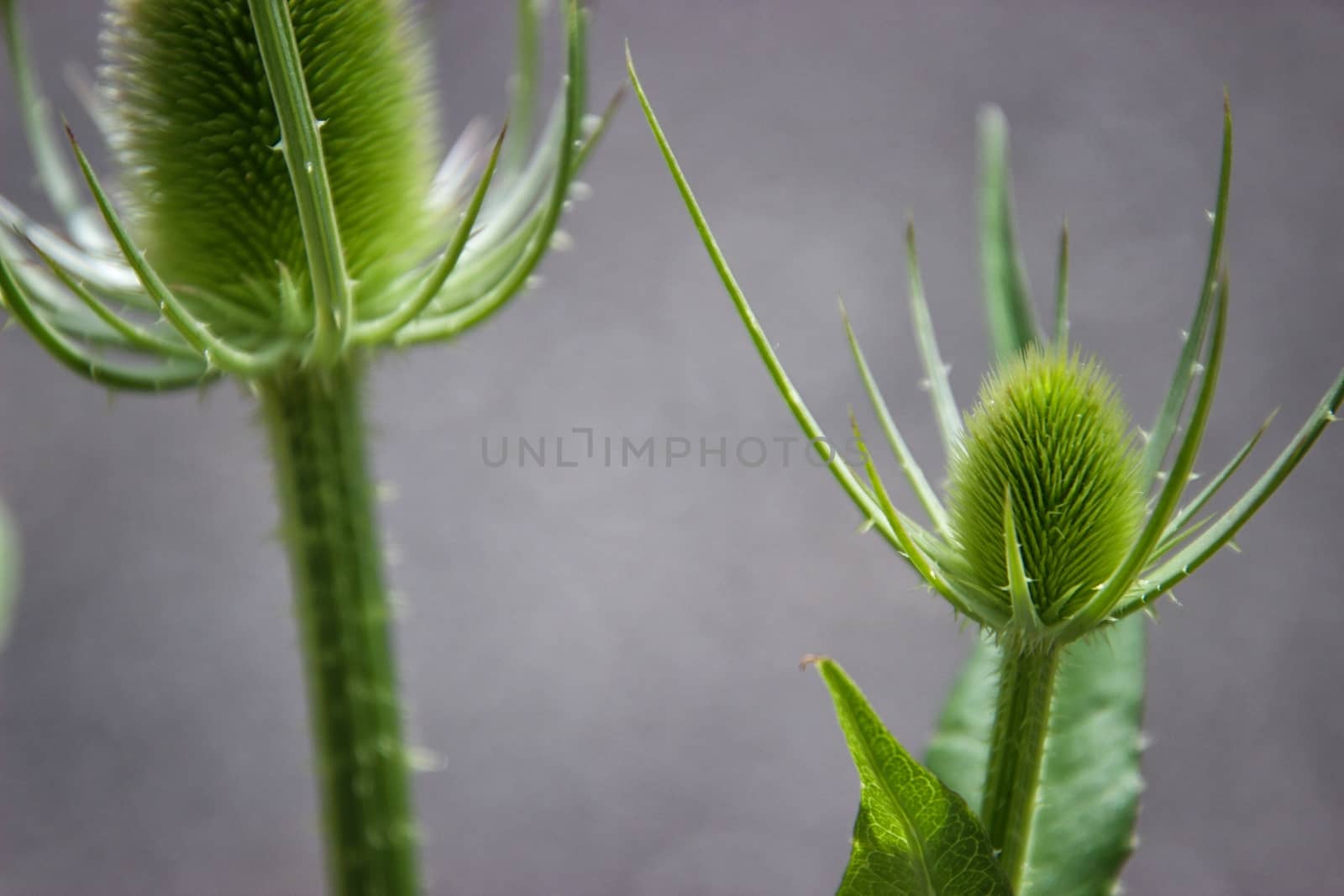 two green flower buds on a sunny day, macro