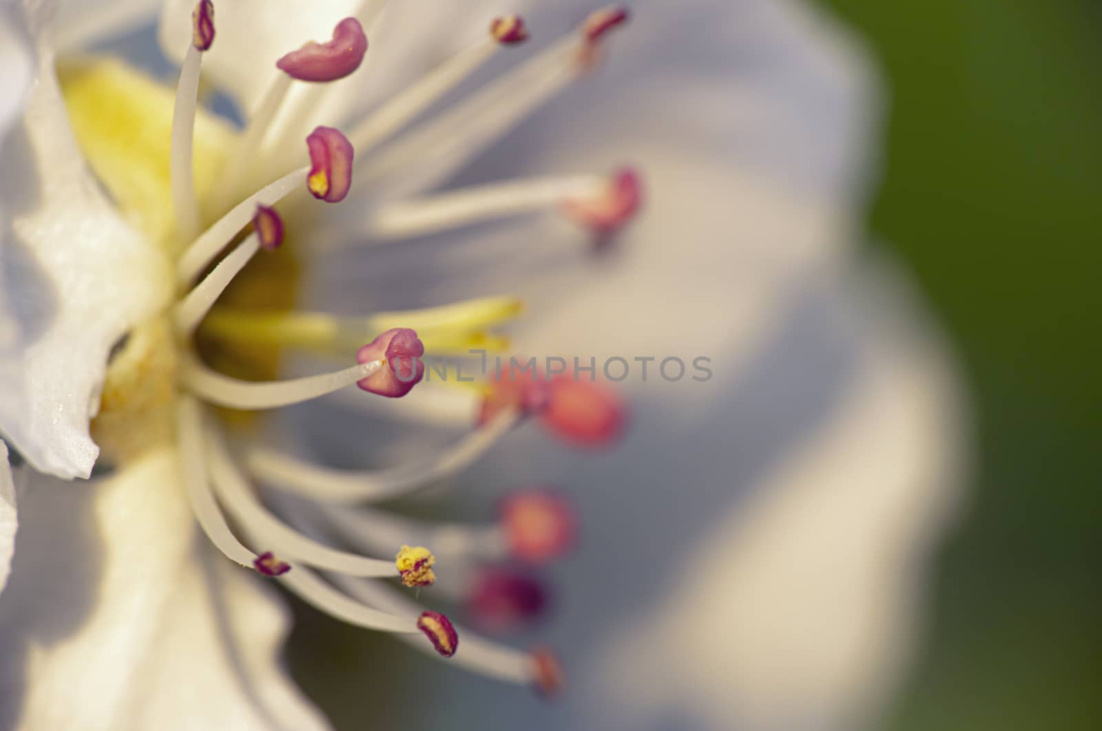 spring cherry flower on tree macro close up by alex_nako