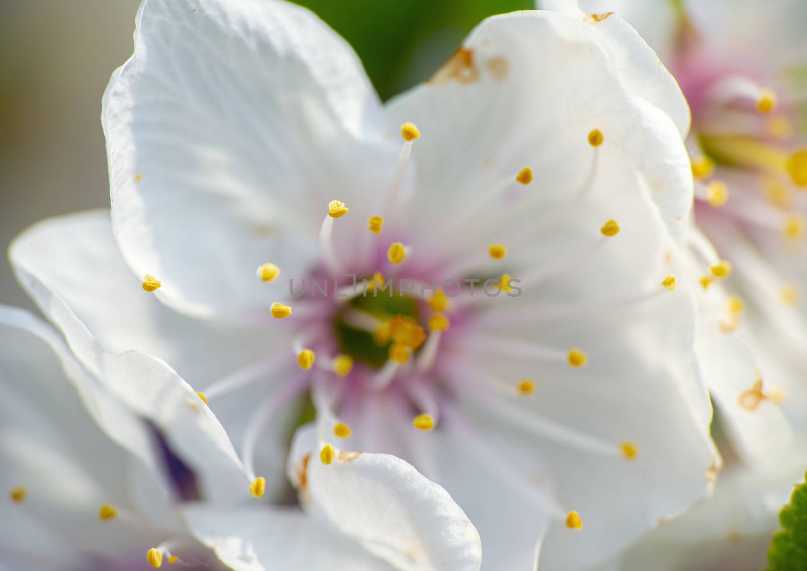 spring cherry flower on tree macro close up by alex_nako